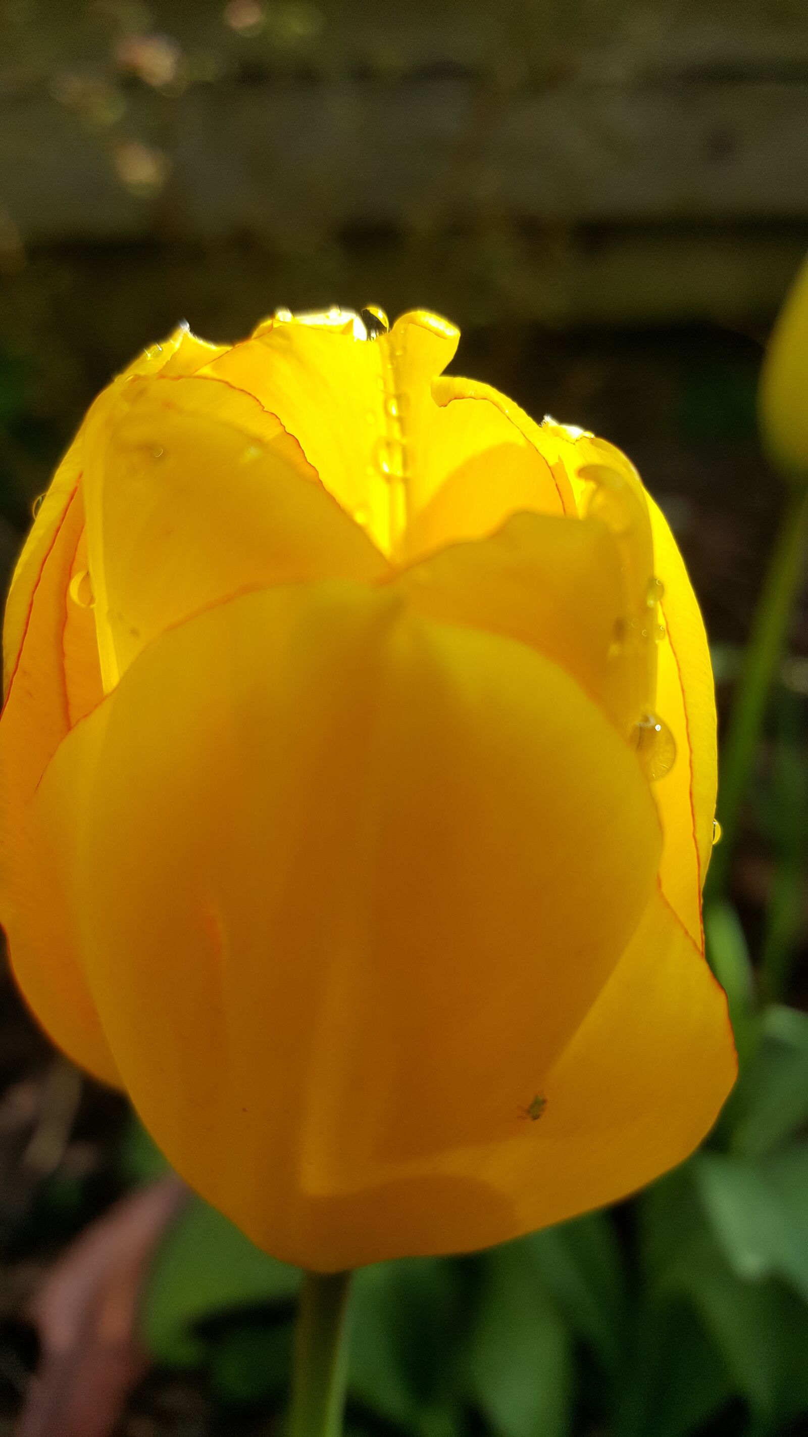 Samsung Galaxy S6 sample photo. Tulip, flower, yellow photography