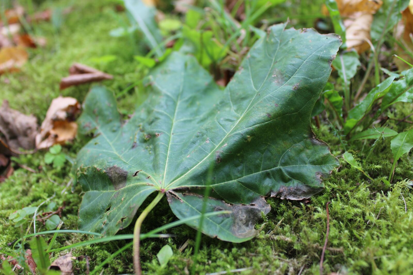 Canon EOS 600D (Rebel EOS T3i / EOS Kiss X5) sample photo. Natural, nature, green photography