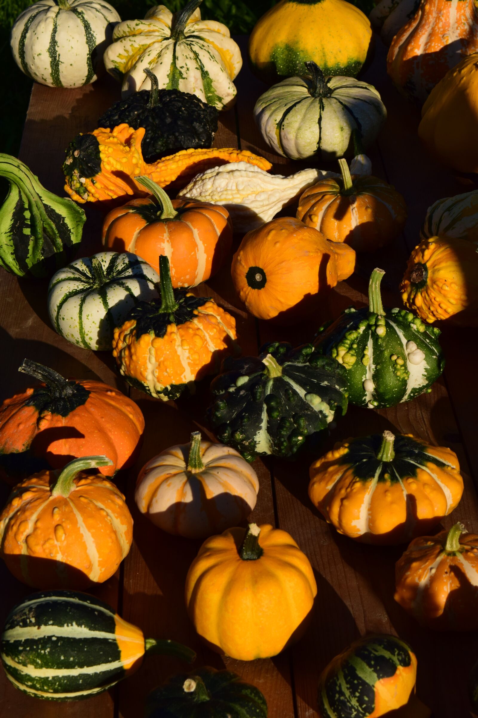 Nikon D3300 sample photo. Decorative squashes, pumpkins, yellow photography