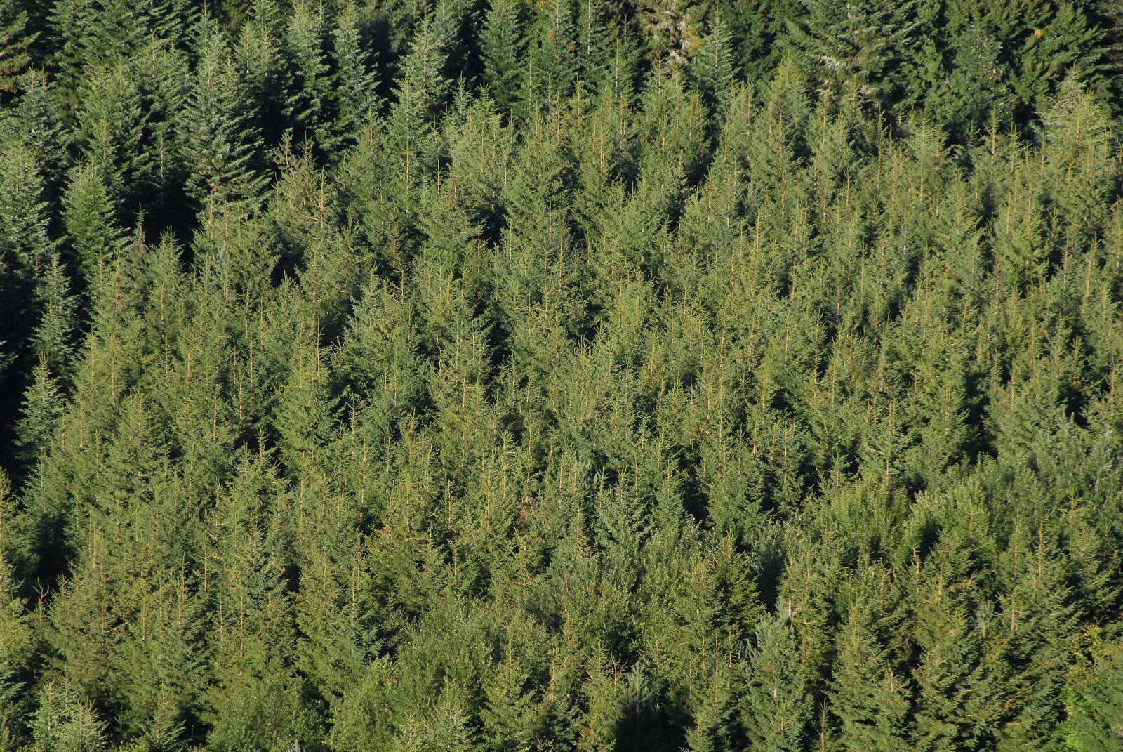 Nikon D200 sample photo. Fir, coniferous, pine photography