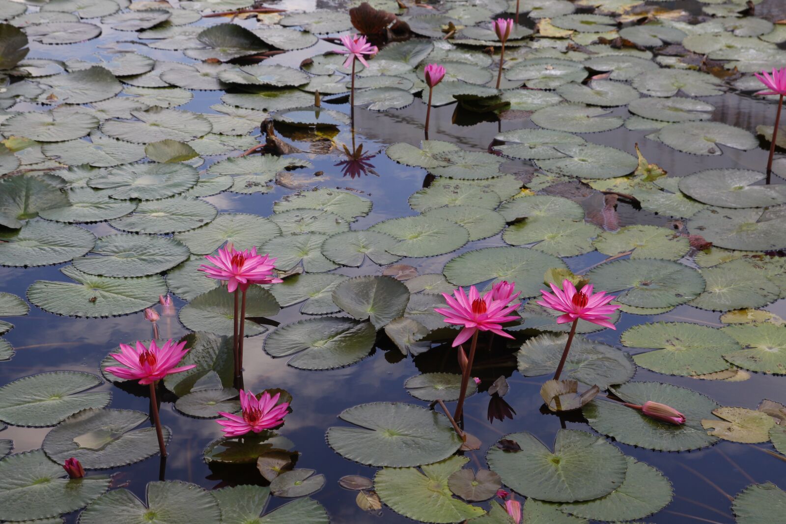 Canon EOS 50D sample photo. Pink water lily, pond photography