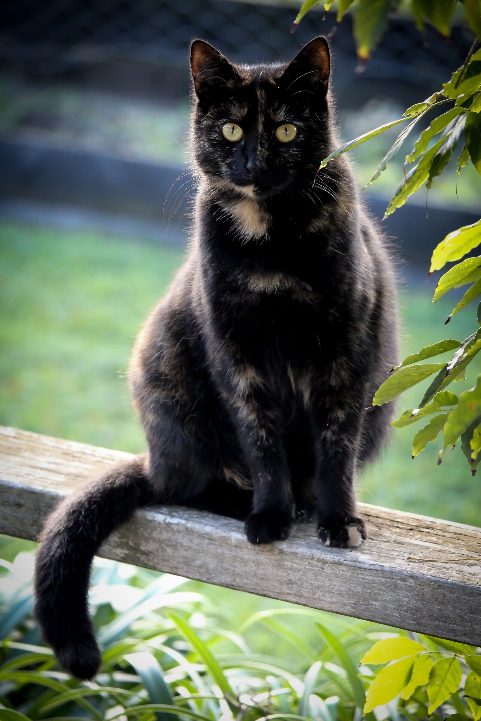 Canon EF-S 55-250mm F4-5.6 IS STM sample photo. Cat, black, tortoiseshell photography