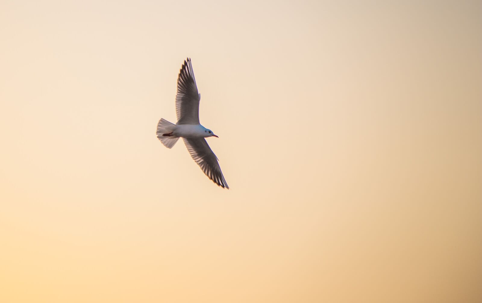 Canon EOS 6D + Canon EF 24-105mm F4L IS USM sample photo. Seagull, twilight, sunset photography