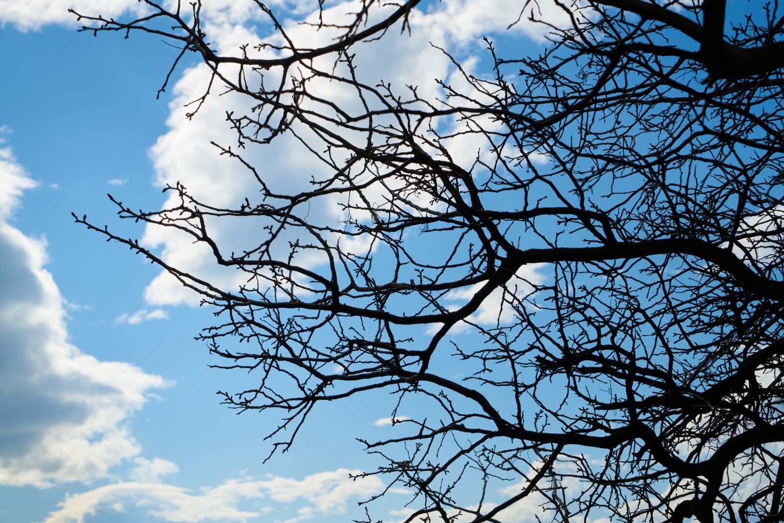 Sony a7R II sample photo. Trees, branch, dried up photography