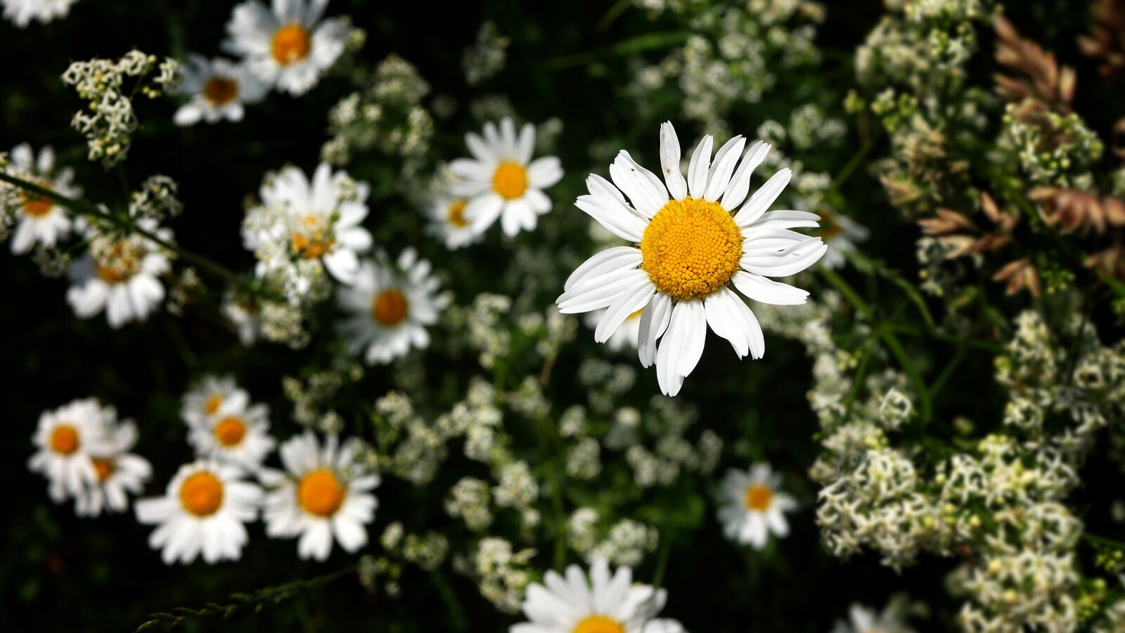 Panasonic Lumix DMC-GX85 (Lumix DMC-GX80 / Lumix DMC-GX7 Mark II) sample photo. Daisy, field flowers, nature photography