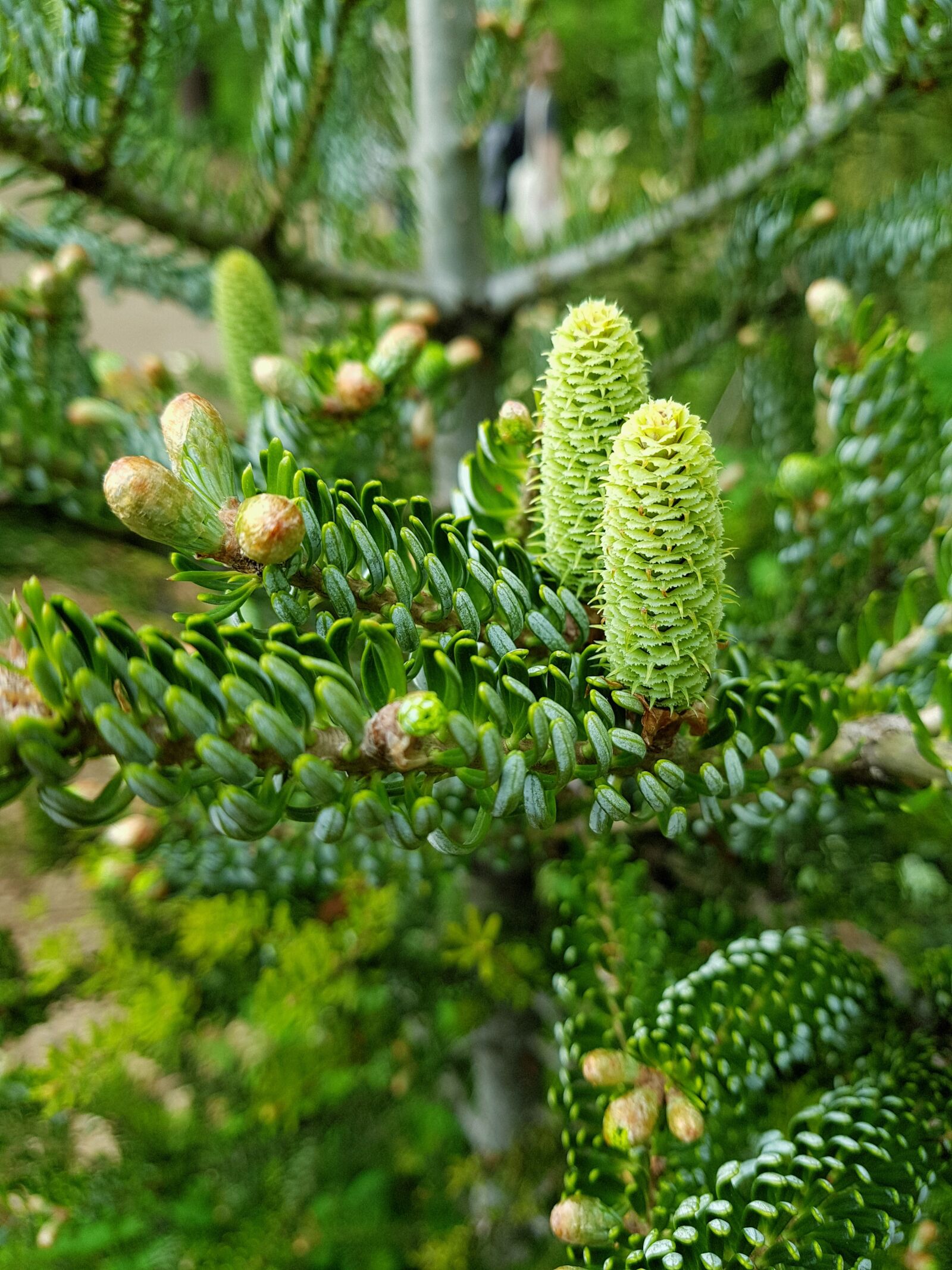Samsung Galaxy S8+ sample photo. Nature, green, pine photography