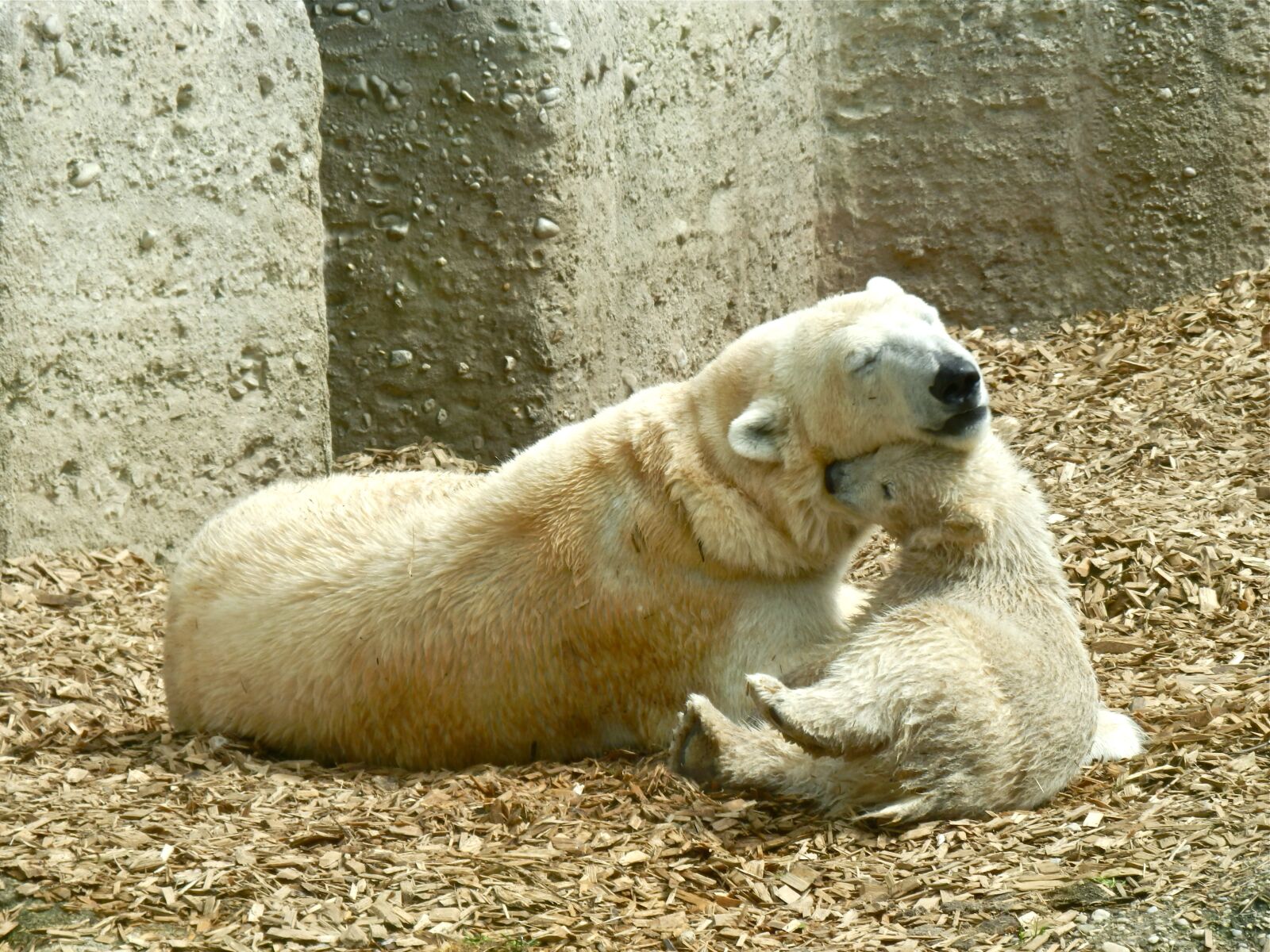 Olympus SZ-31MR sample photo. Polar bear, mother and photography