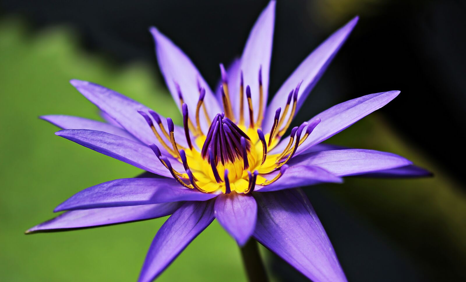 Canon EOS 100D (EOS Rebel SL1 / EOS Kiss X7) sample photo. Water lily, nuphar lutea photography