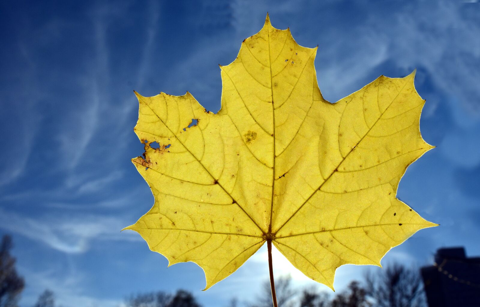 Nikon D3300 sample photo. Leaf, maple leaf, autumn photography