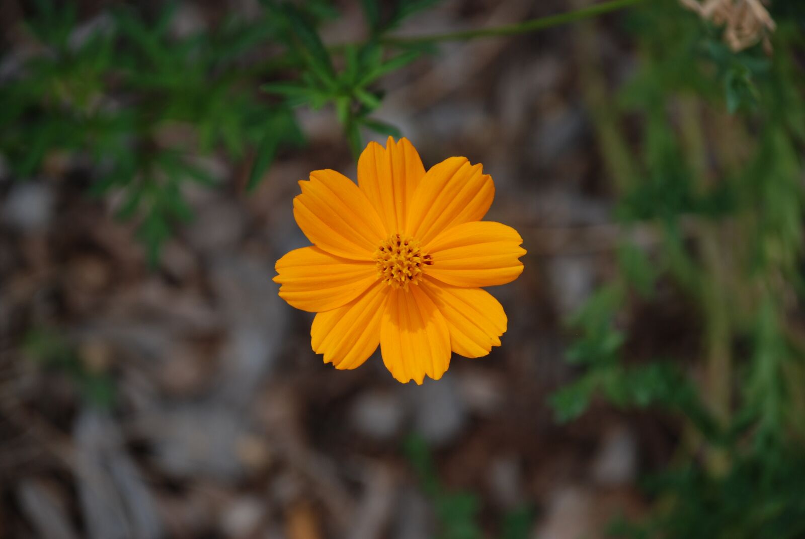 Nikon D80 sample photo. Orange flower, flower, orange photography