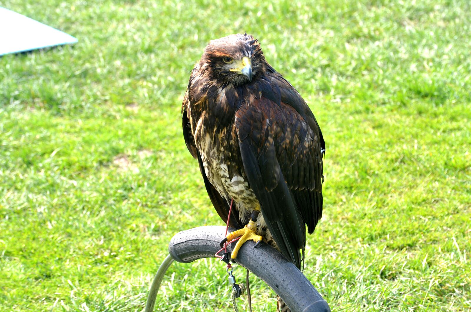Nikon D5100 sample photo. Hawk, bird of prey photography