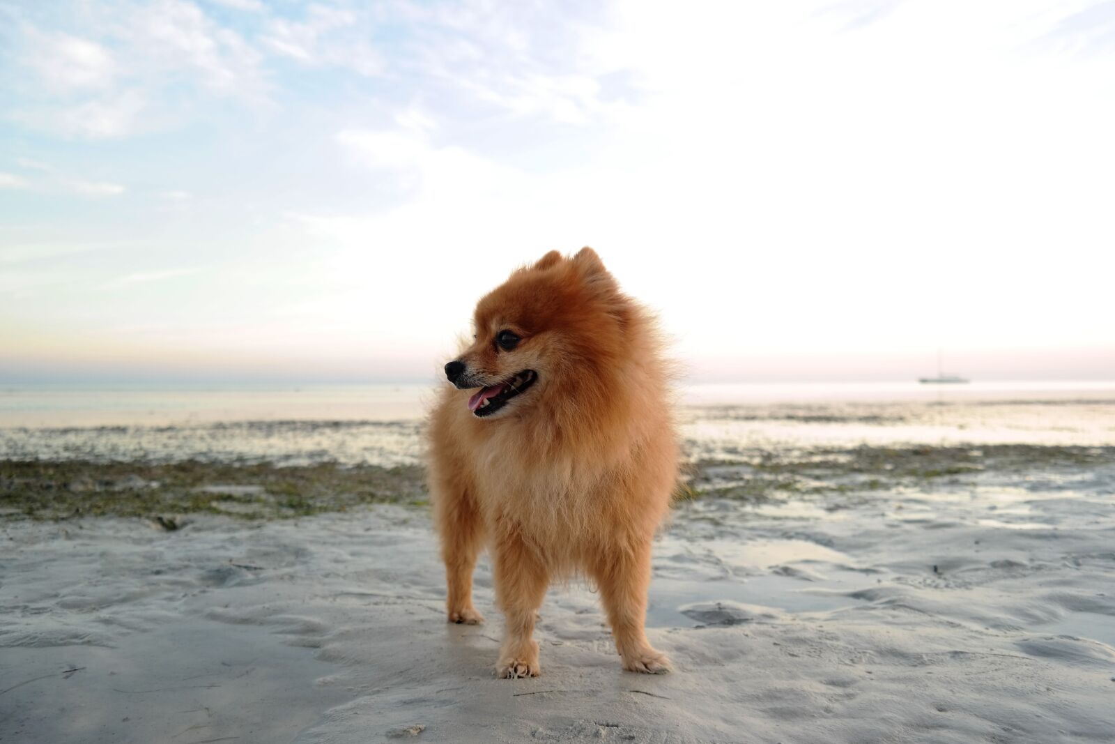 Samsung NX300 sample photo. Dog, pomeranian, beach photography
