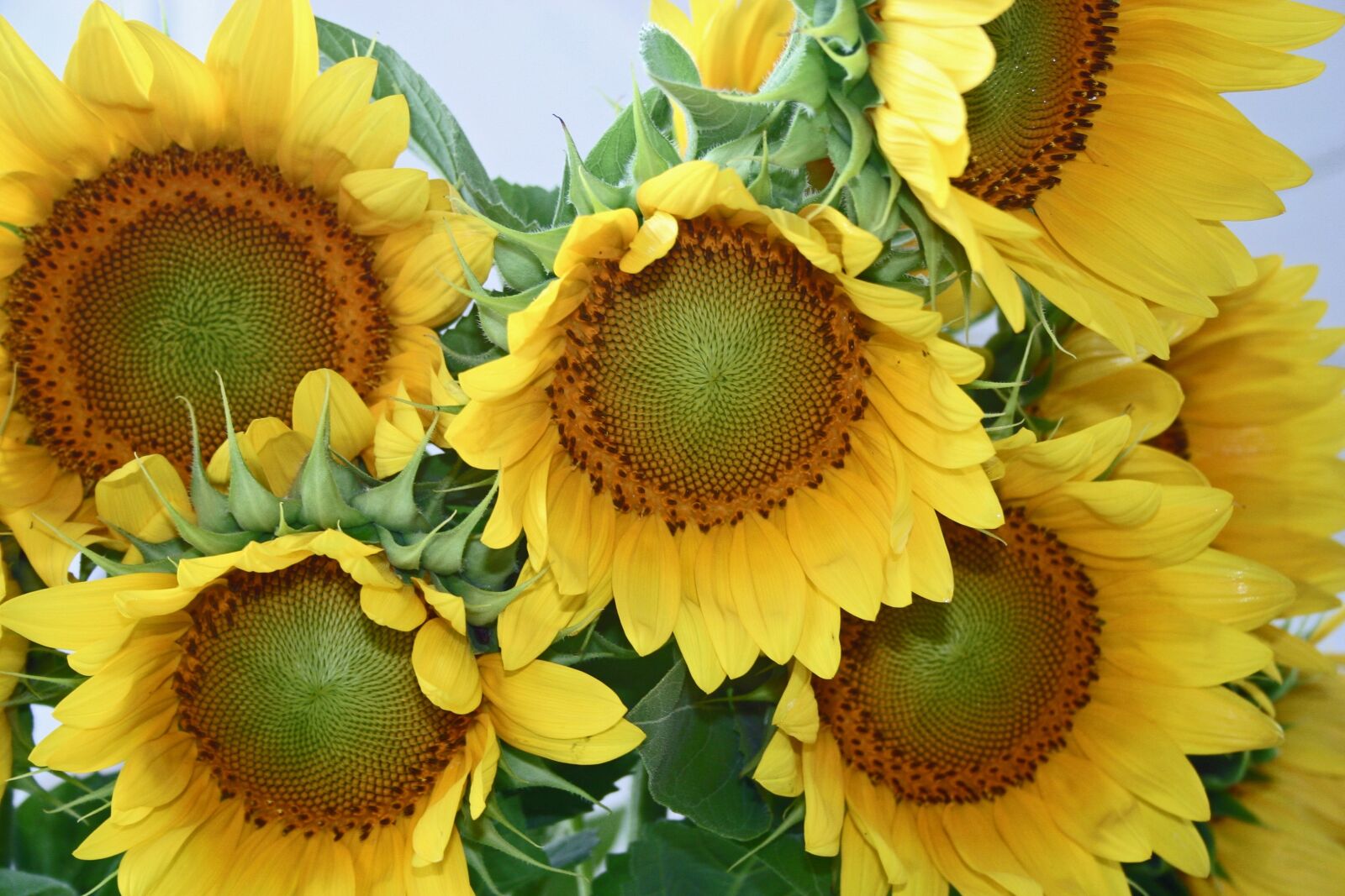 Canon EOS 300D (EOS Digital Rebel / EOS Kiss Digital) sample photo. Flower, sunflower, yellow photography