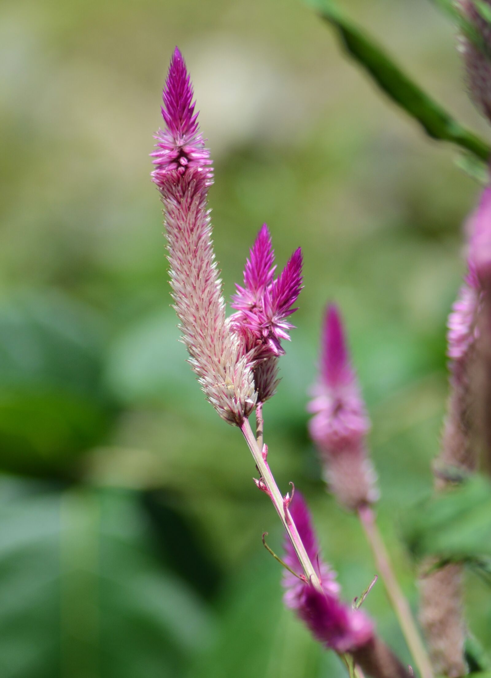 Nikon D5100 sample photo. Flower, wild flowers, purple photography