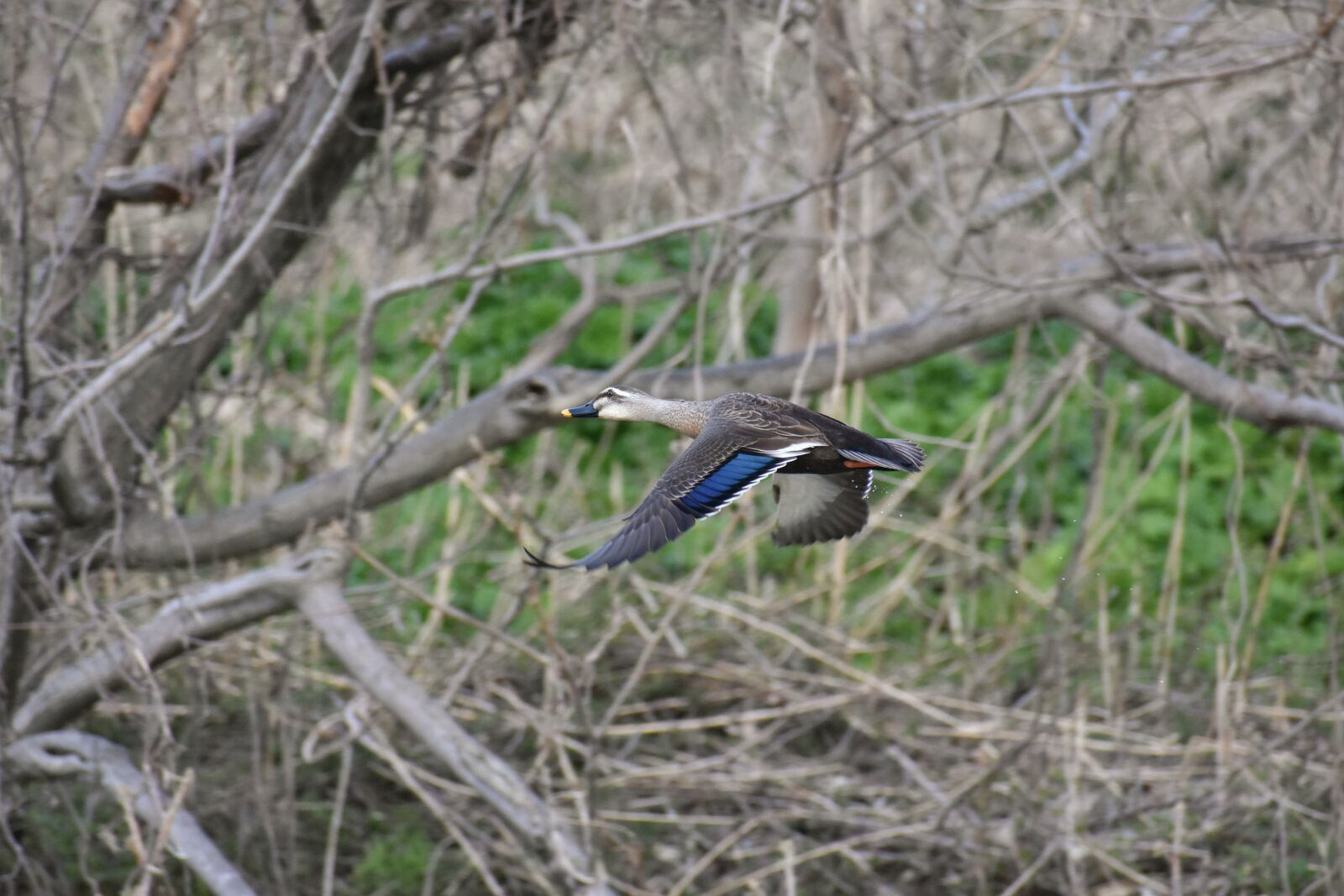 Nikon D7200 sample photo. Animal, river, waterside photography
