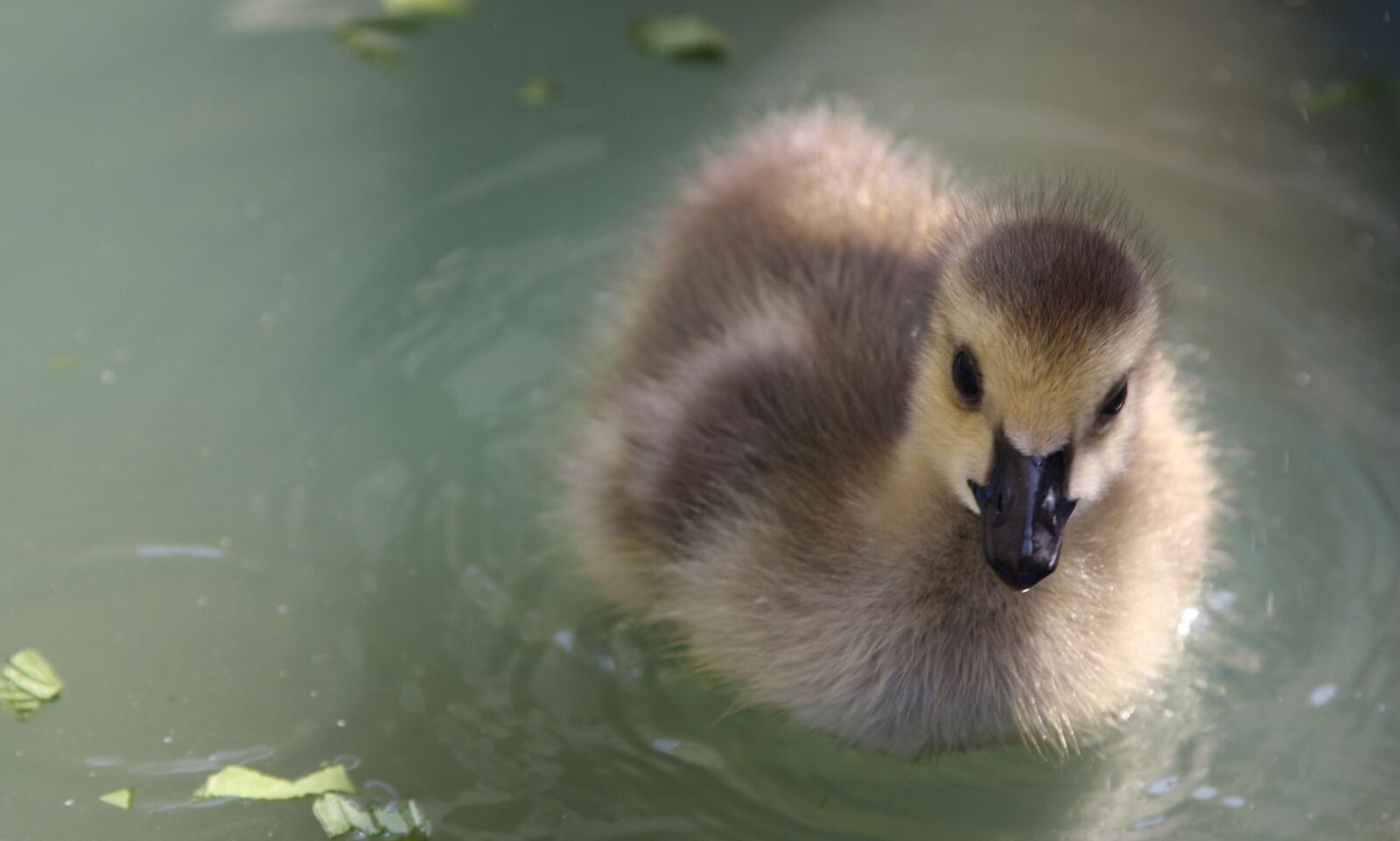 Canon EOS 1000D (EOS Digital Rebel XS / EOS Kiss F) sample photo. Baby canada goose, goslings photography