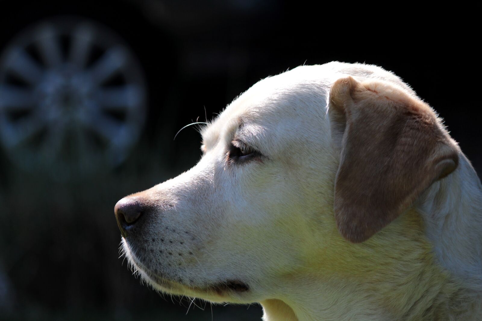 Canon EOS 600D (Rebel EOS T3i / EOS Kiss X5) + Canon EF-S 55-250mm F4-5.6 IS sample photo. Labrador, yellow, dog photography