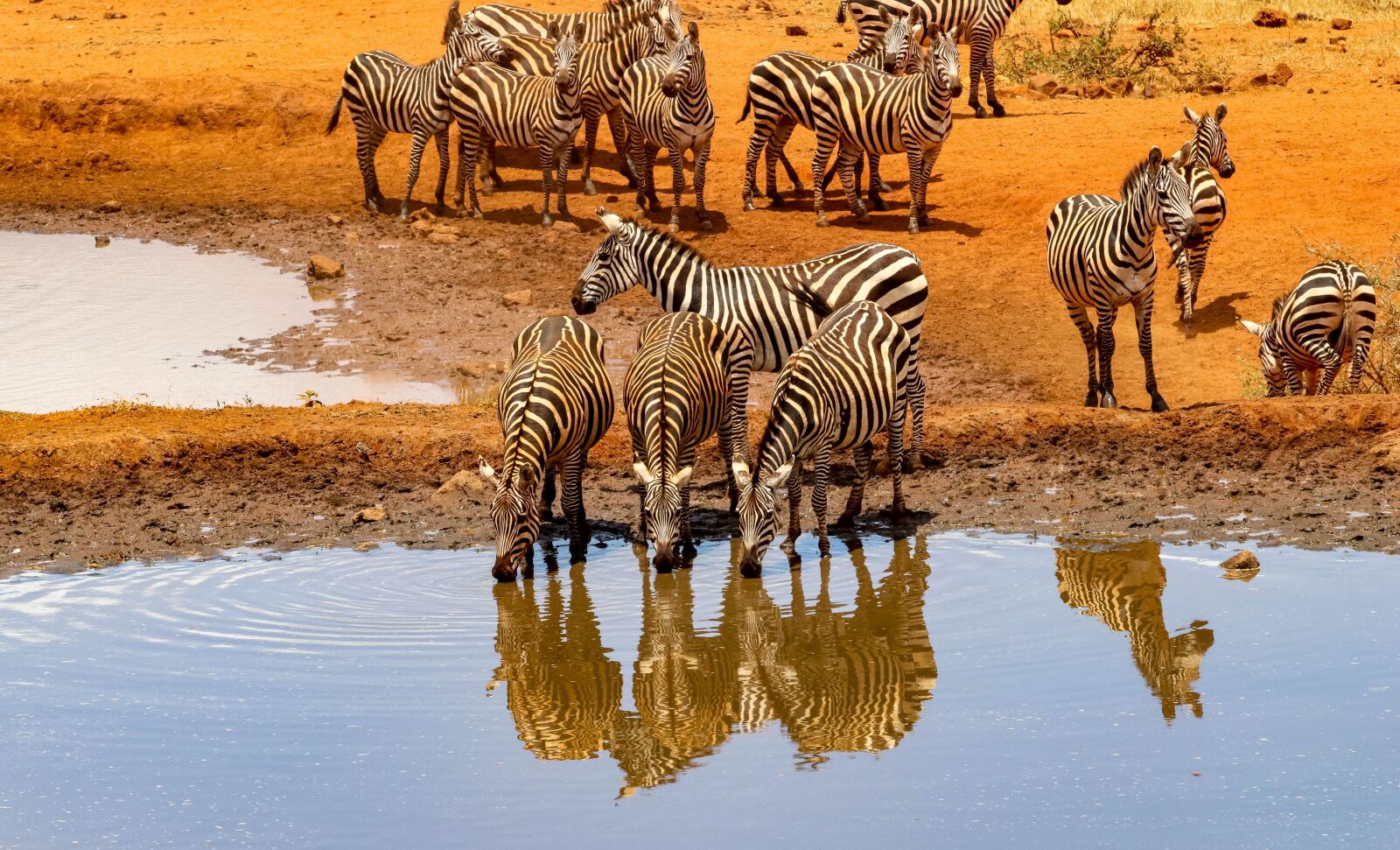 Canon EOS 80D sample photo. Africa, kenya, safari photography