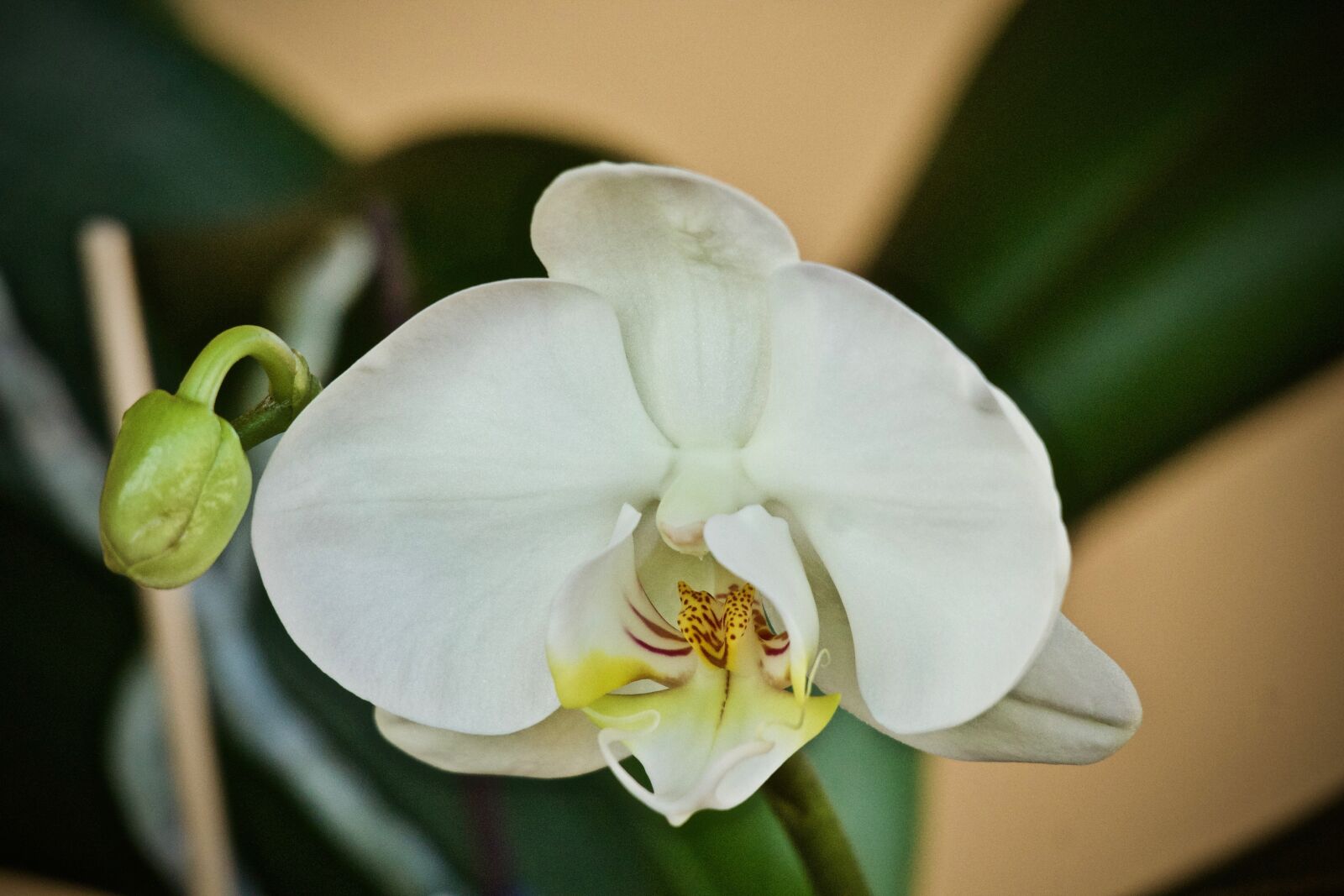 Canon EOS M sample photo. Orchid, garden, flower photography