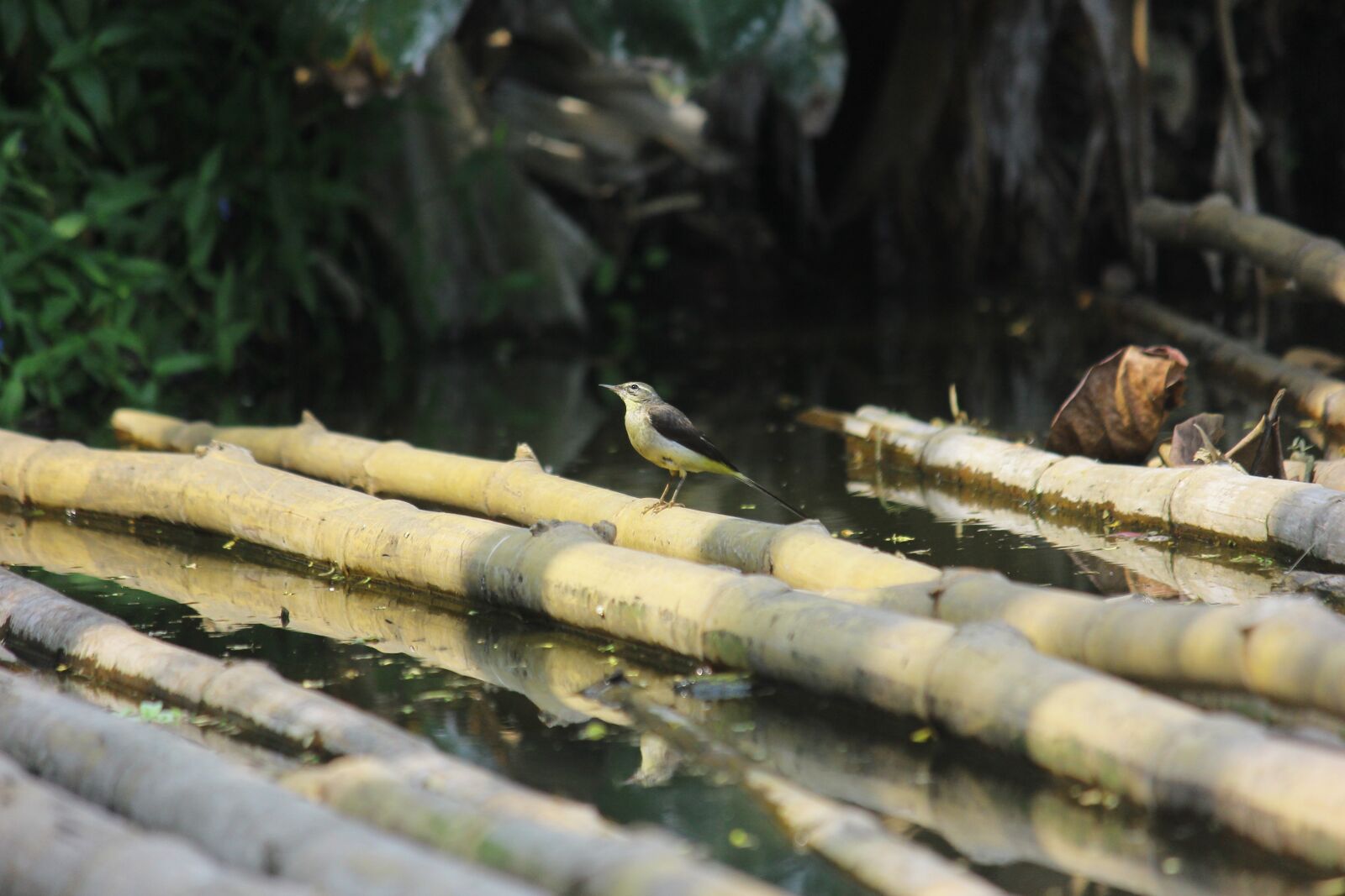 Canon EF-S 55-250mm F4-5.6 IS II sample photo. Bird, feather, log photography