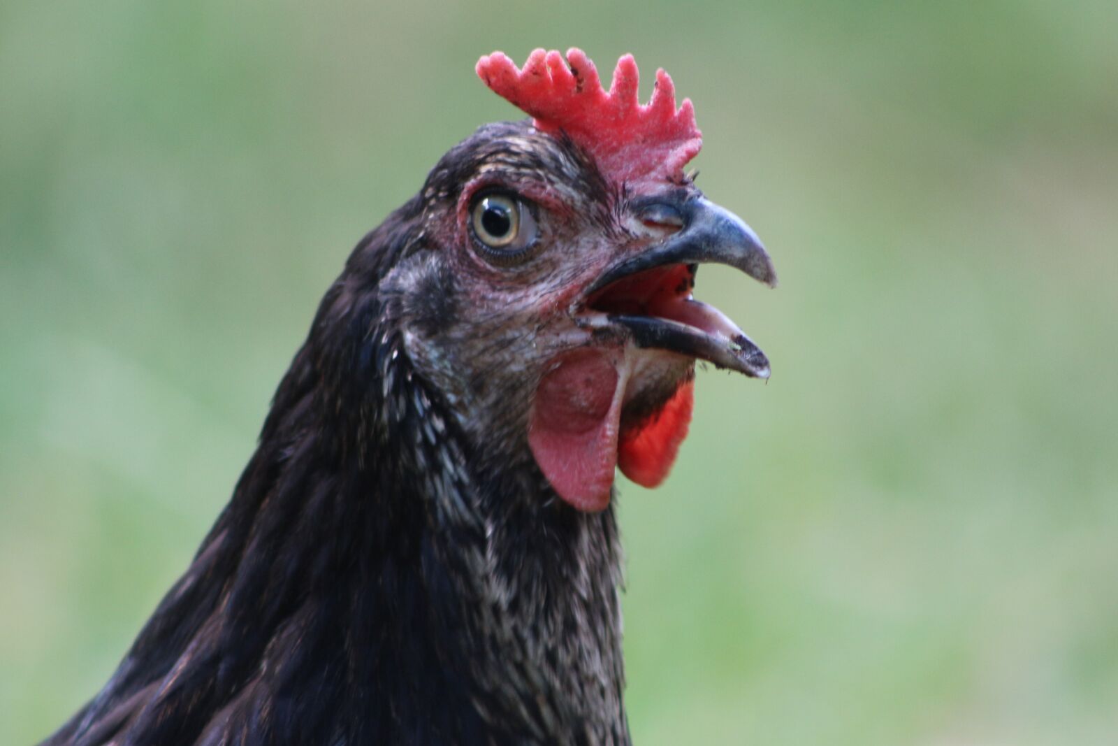 Canon EOS 700D (EOS Rebel T5i / EOS Kiss X7i) sample photo. Chicken, hen, poultry photography