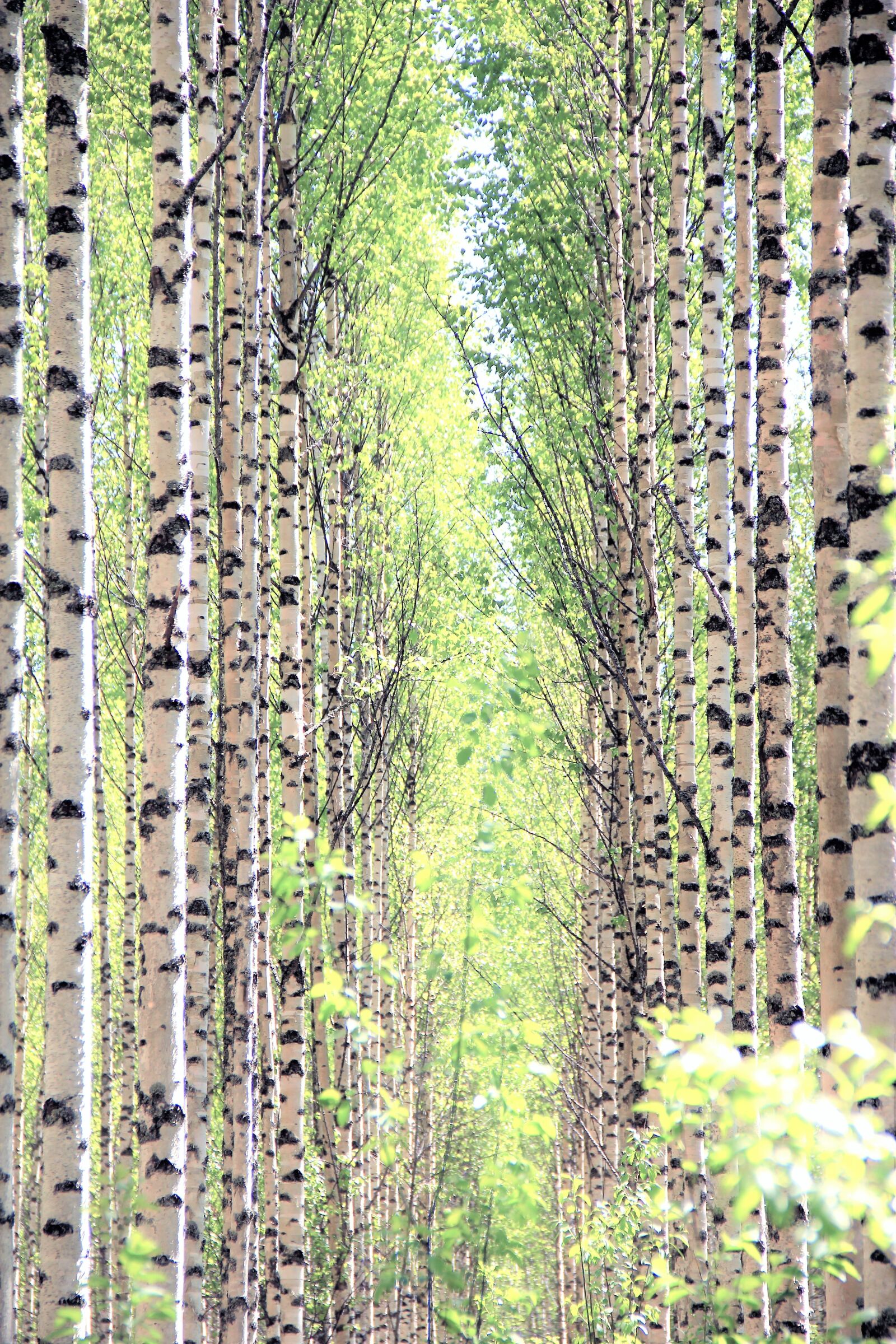 Canon EOS 550D (EOS Rebel T2i / EOS Kiss X4) sample photo. Tree, forest, plant photography