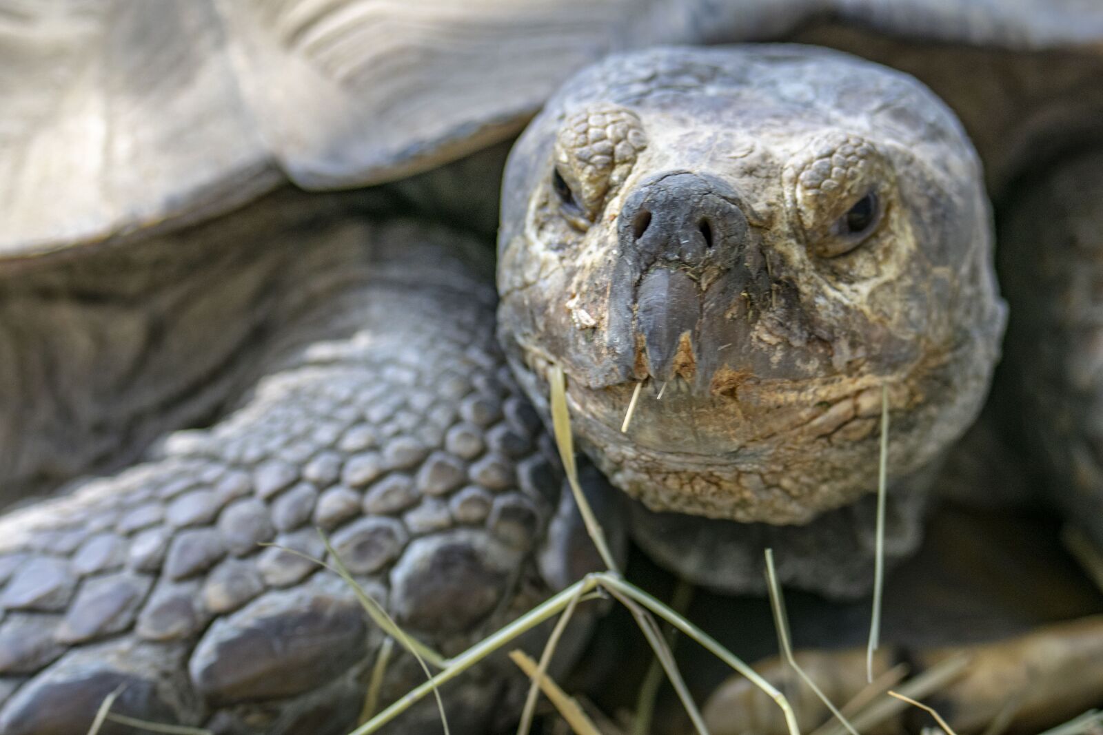 Nikon D5300 sample photo. Poroszlo, tisza-lake ökocentrum, tortoise photography