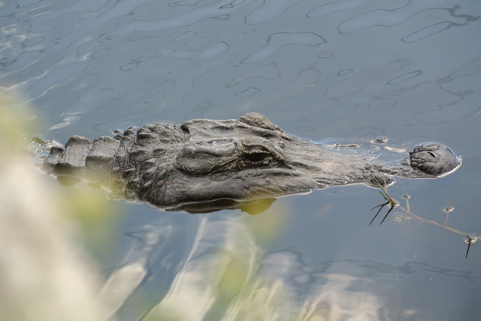 Nikon 1 V1 sample photo. Alligator, florida, mangroves photography