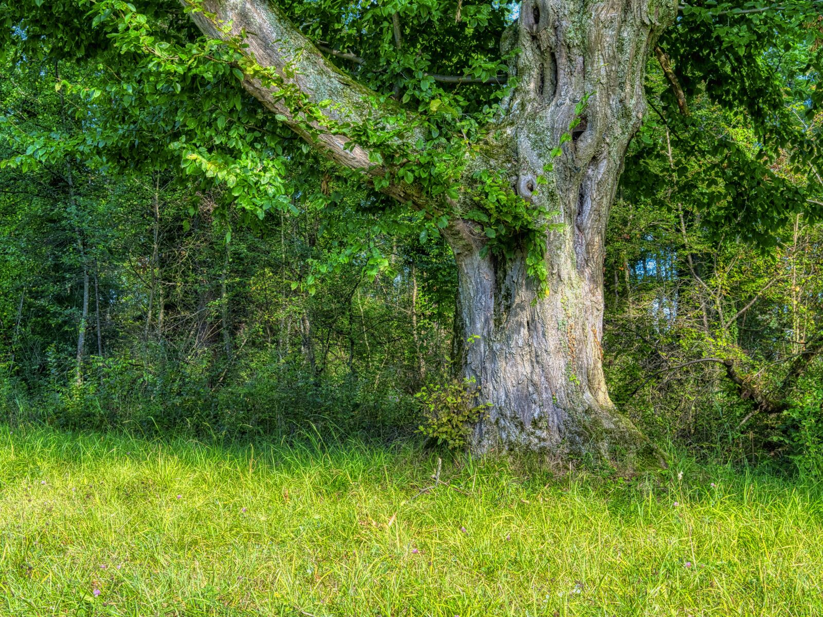 Nikon D7500 sample photo. Tree, individually, old photography