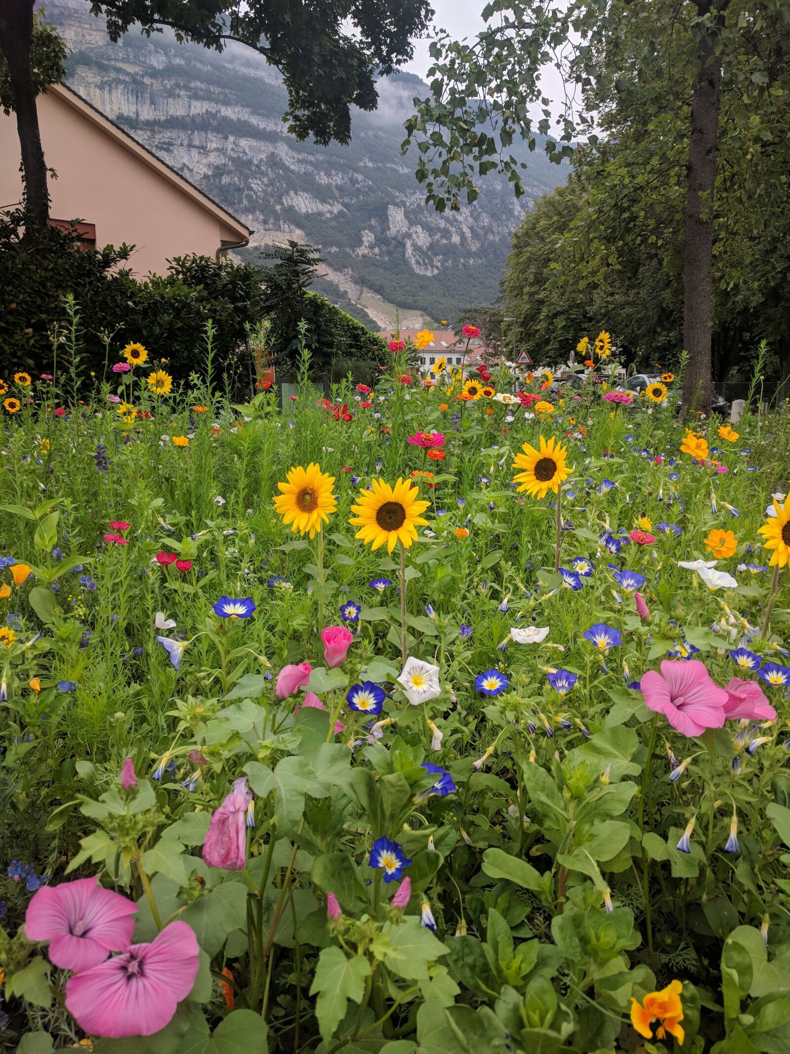 Google Nexus 6P sample photo. Alpine, flowers, swiss photography