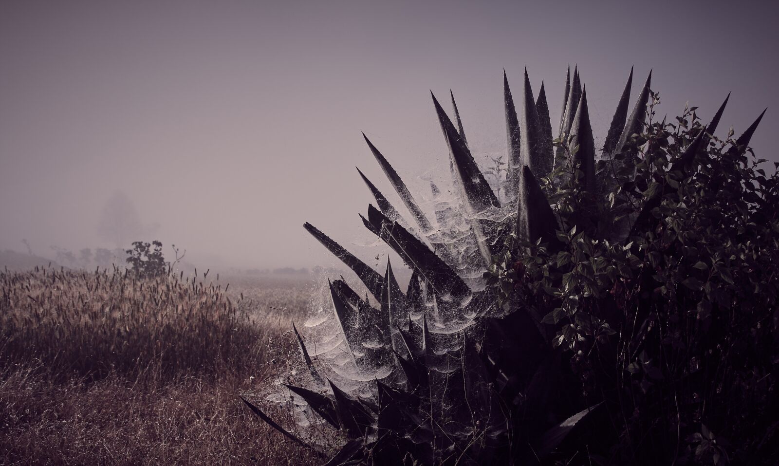Canon EOS 400D (EOS Digital Rebel XTi / EOS Kiss Digital X) sample photo. Dawn, fog, spider webs photography