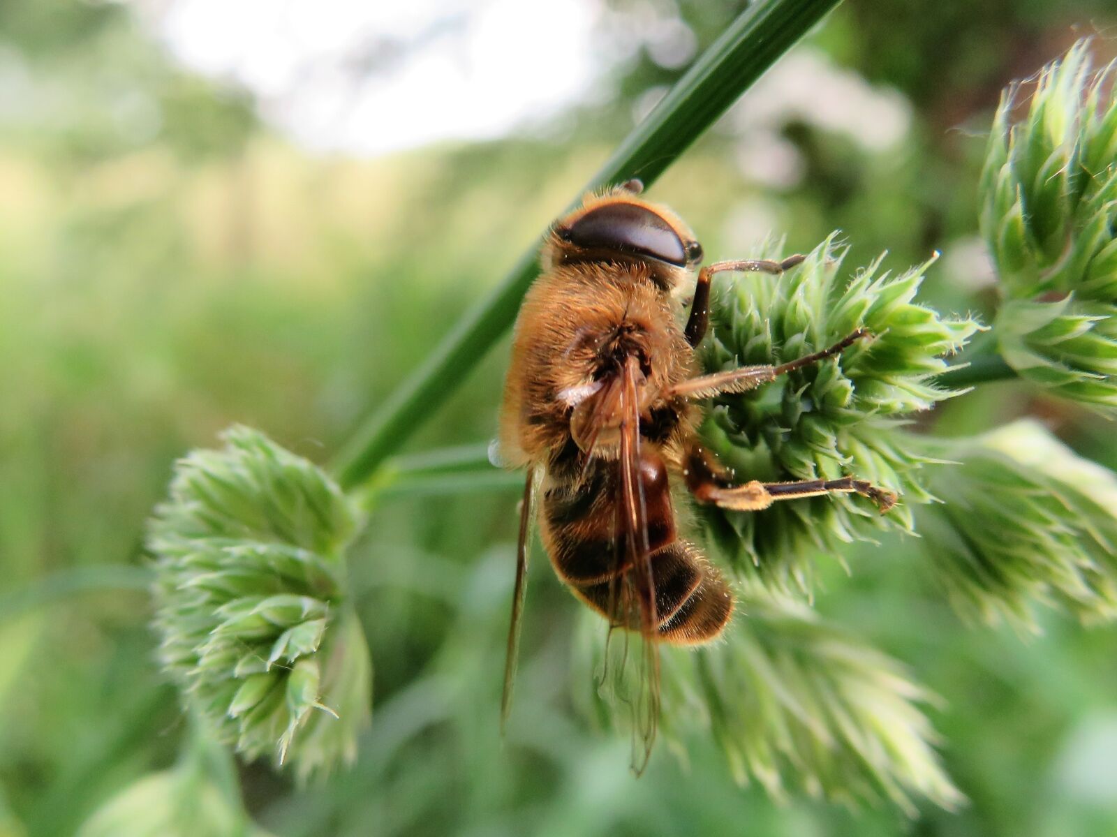 Canon PowerShot SX720 HS sample photo. Nature, insects, macro photography