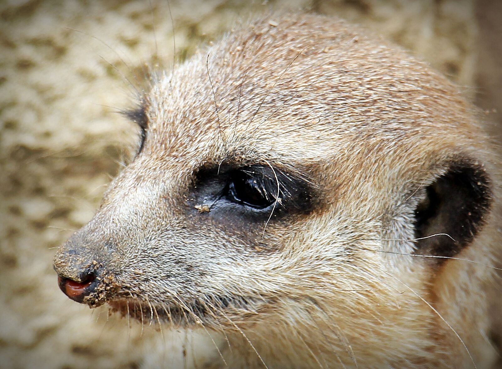 Canon EOS 550D (EOS Rebel T2i / EOS Kiss X4) sample photo. Meerkat, animal, nature photography