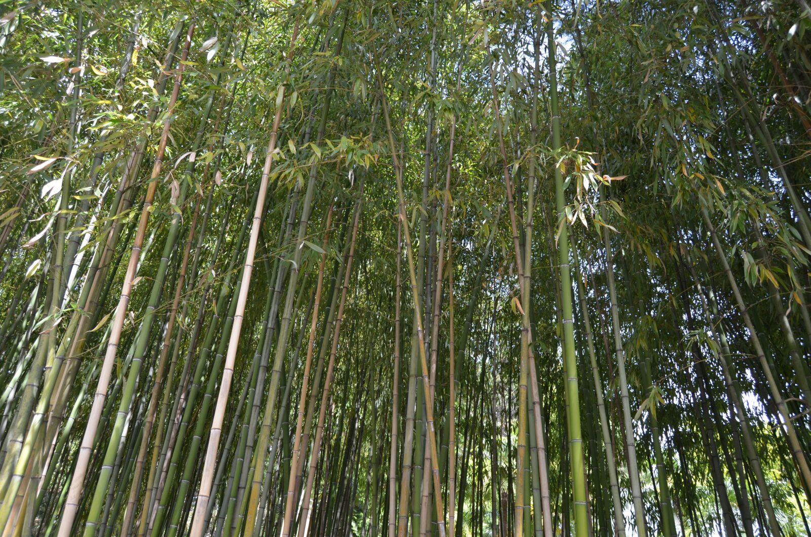 Nikon D5100 sample photo. Bamboo, nature, forest photography