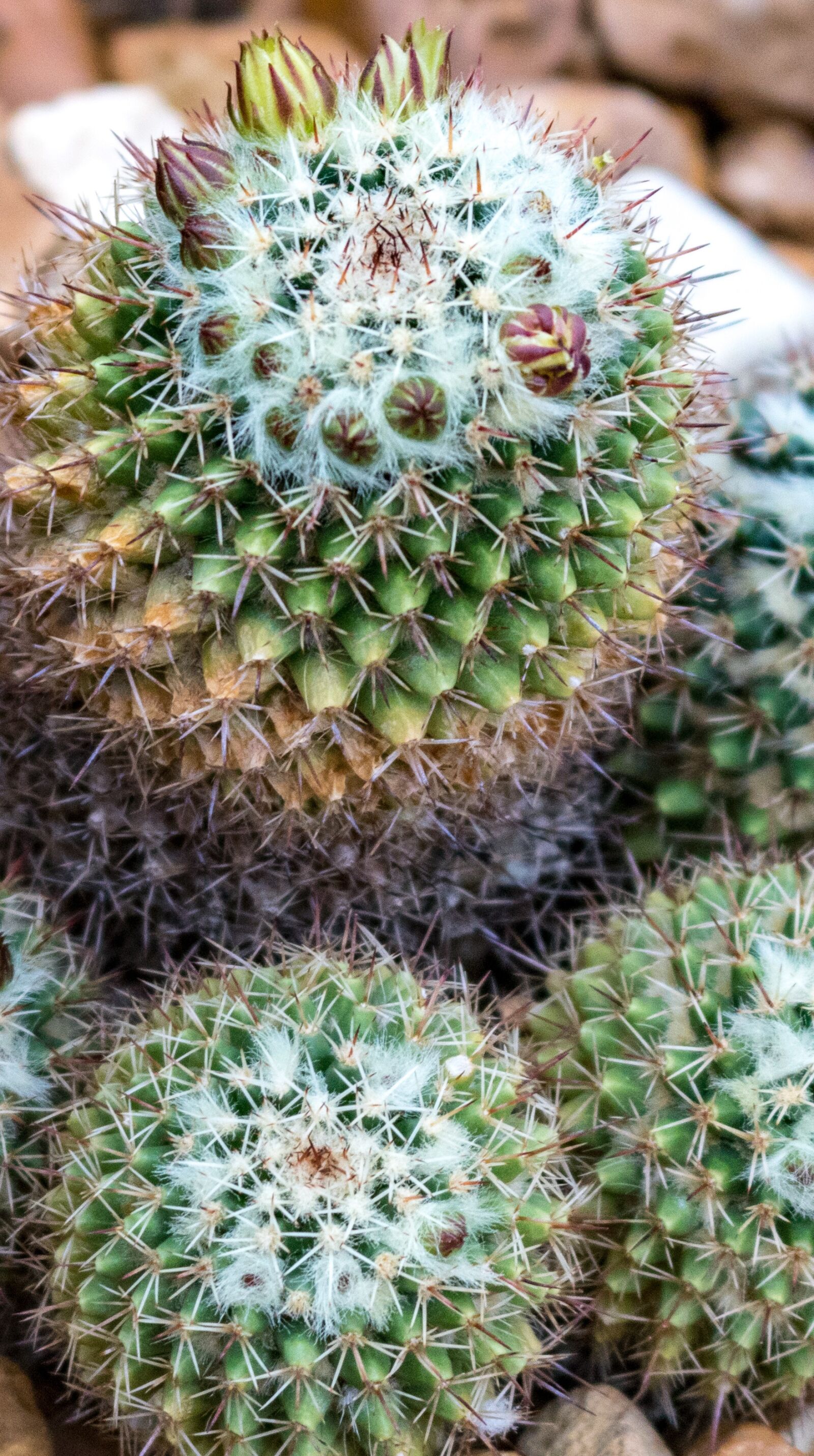 Canon EOS 750D (EOS Rebel T6i / EOS Kiss X8i) sample photo. Cactus, plant, desert photography