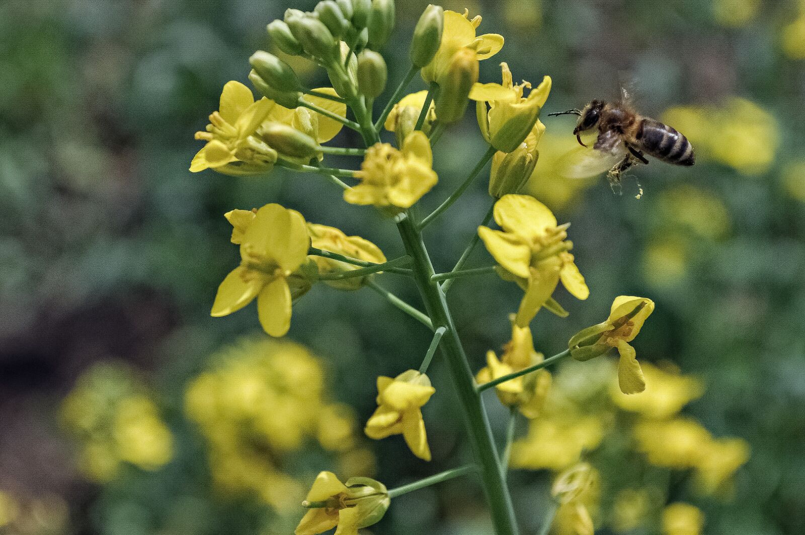 Nikon D5000 sample photo. Nature, flower, summer photography