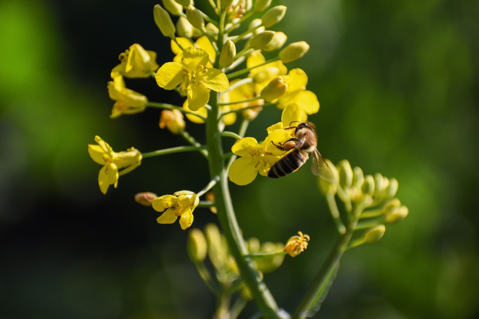 Nikon D3500 sample photo. Spring, insect, macro photography