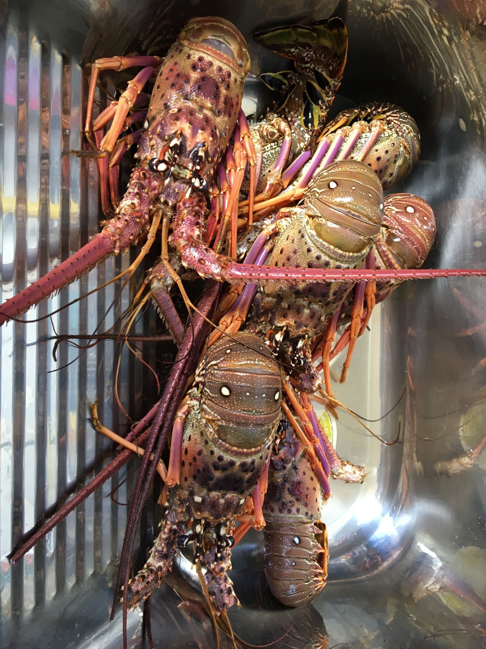Apple iPhone 6s sample photo. Lobster, food, shellfish photography