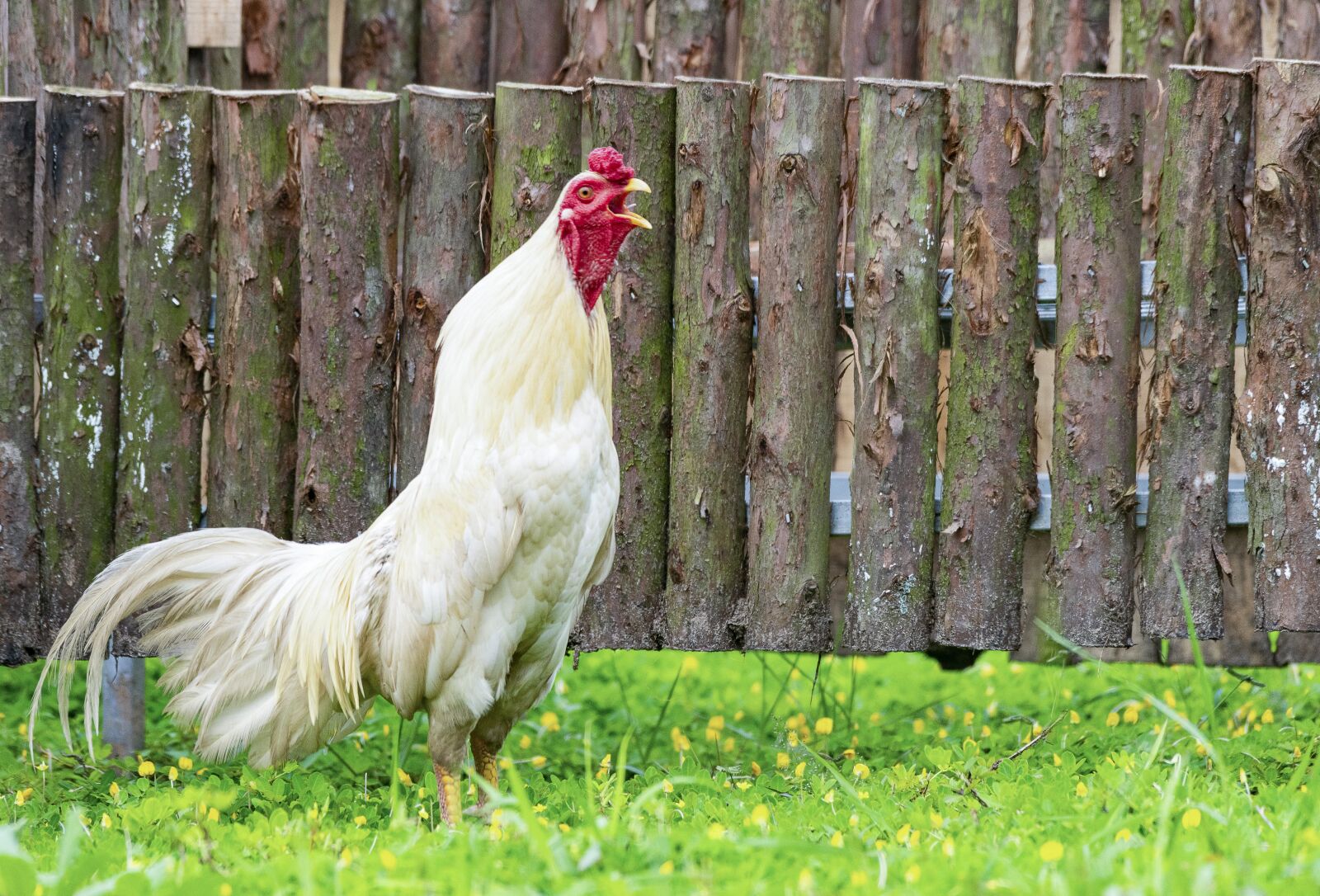 Nikon D810 sample photo. Chicken, rico, delicious photography