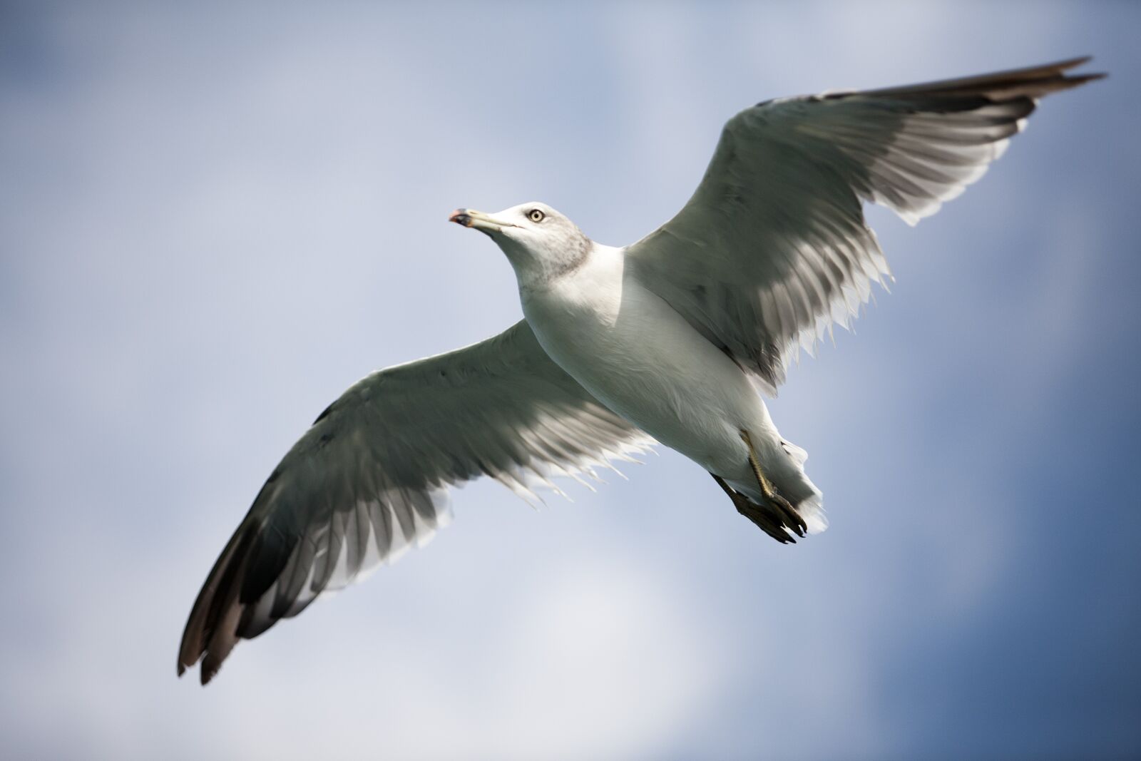 Canon EOS 5D sample photo. Seagull, sea birds, new photography