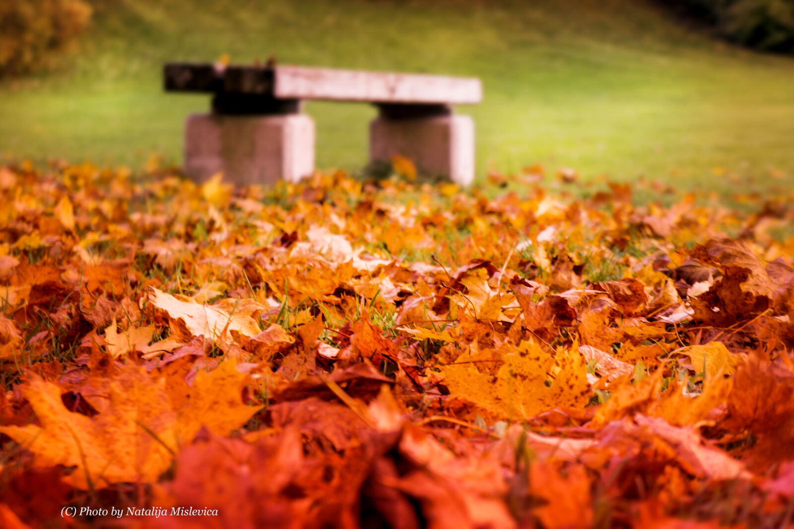 Sony E 18-55mm F3.5-5.6 OSS sample photo. Autumn, leaf, bench, fall photography