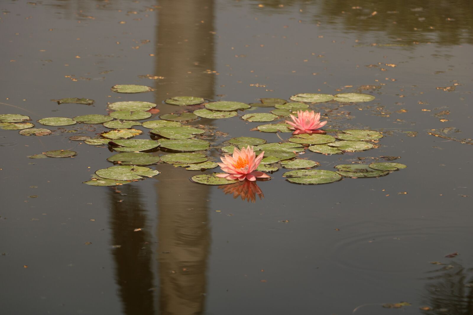 Canon EOS 760D (EOS Rebel T6s / EOS 8000D) sample photo. Pool, water, reflection photography