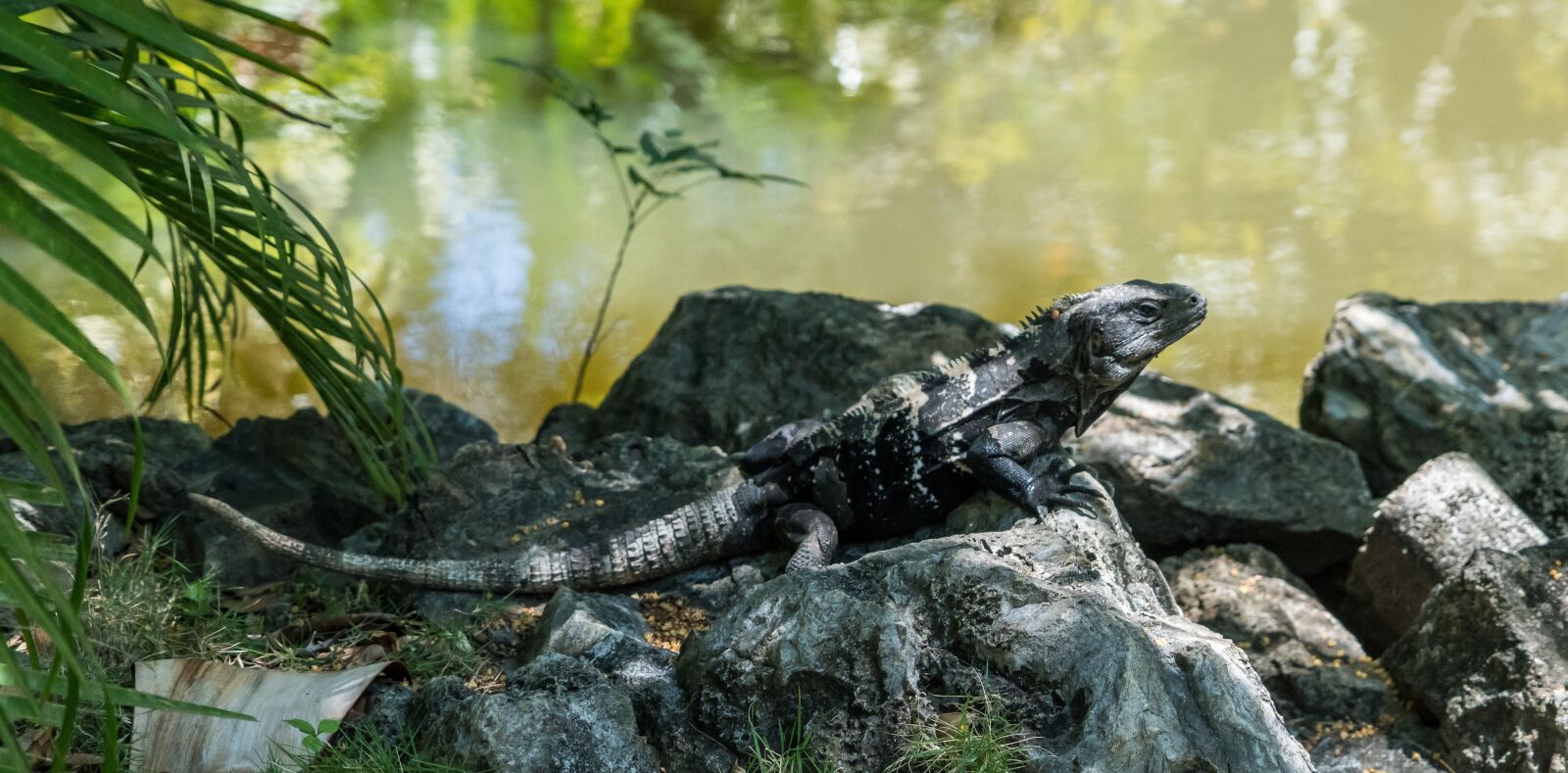 Sony a7R II + Sony FE 24-240mm F3.5-6.3 OSS sample photo. Endangered, black iguana, nature photography