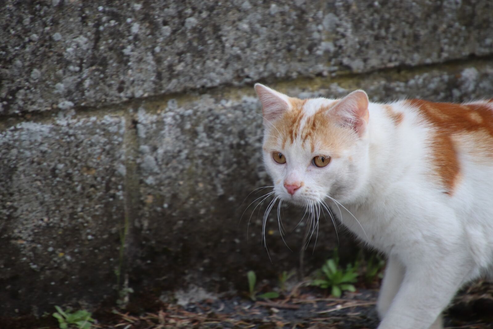 Canon EOS 800D (EOS Rebel T7i / EOS Kiss X9i) sample photo. Cats, felines, red and photography