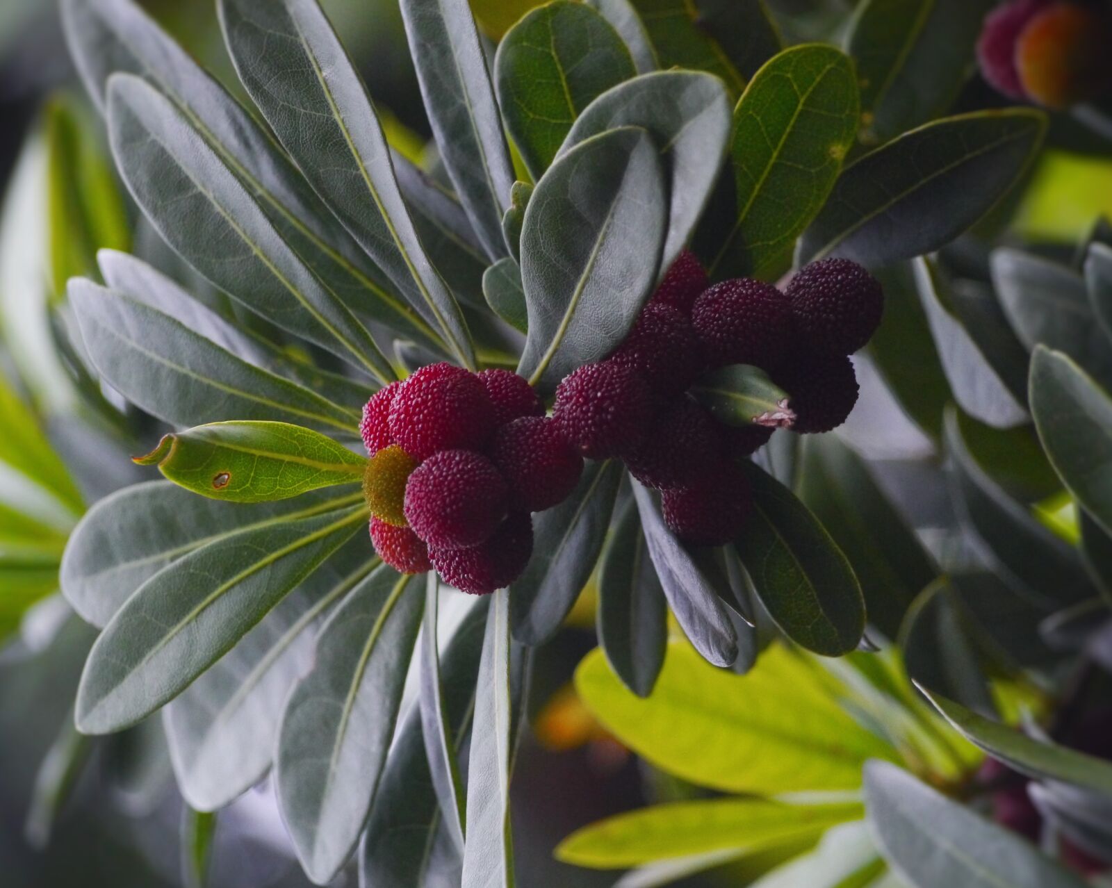 Panasonic Lumix DMC-GX1 sample photo. Myrica rubra, madro o photography