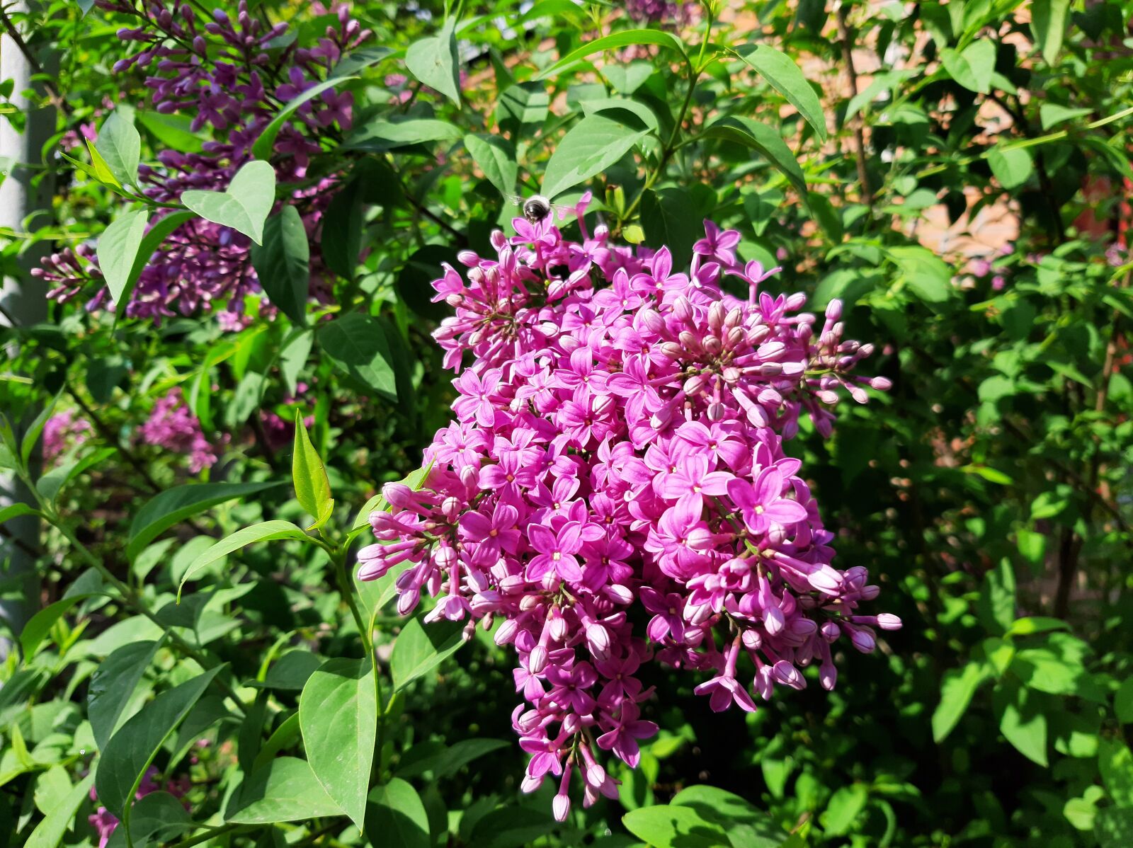 Samsung Galaxy A50 sample photo. Lilac, spring, tree photography
