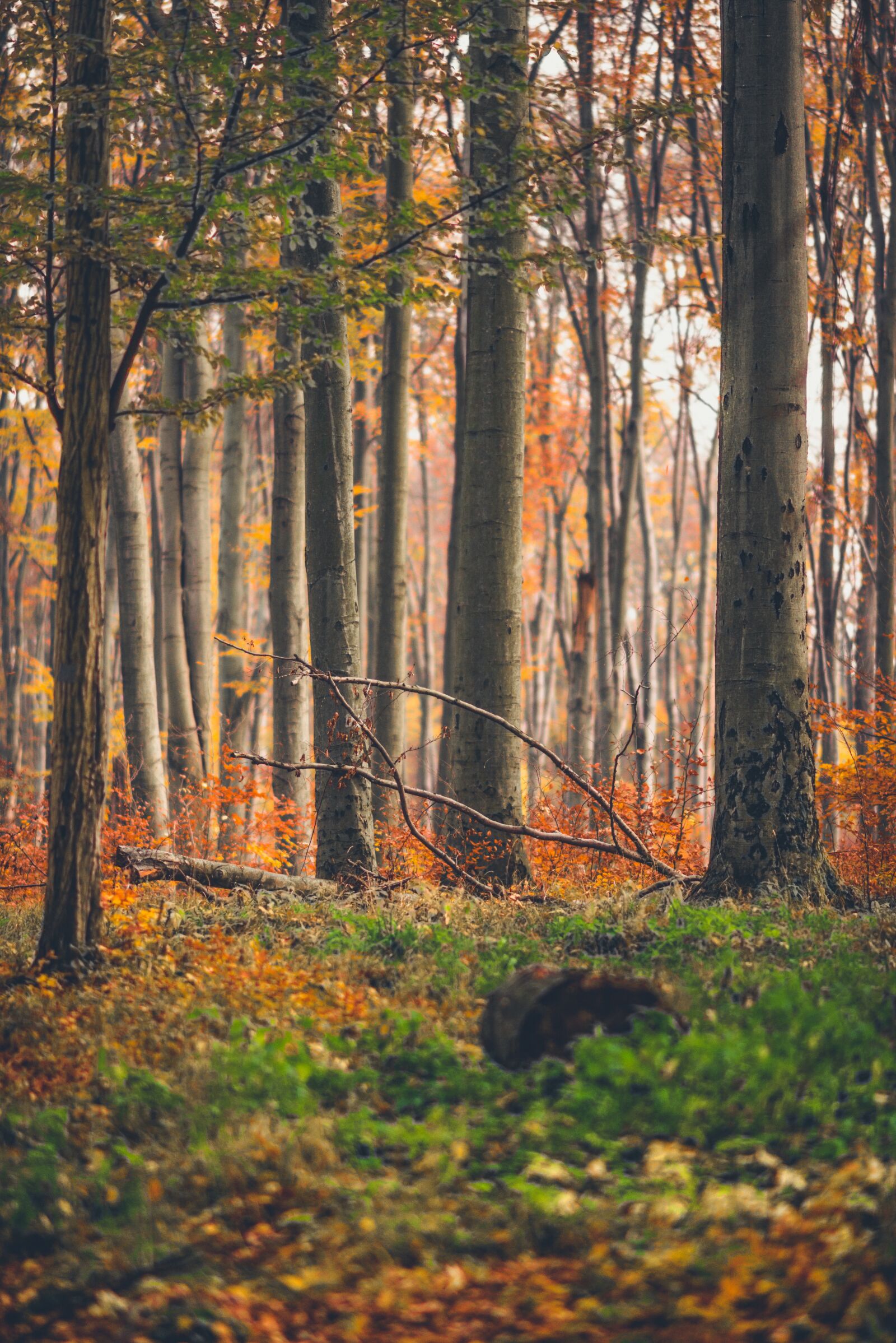 Nikon D610 sample photo. Autumn, trees, landscape photography
