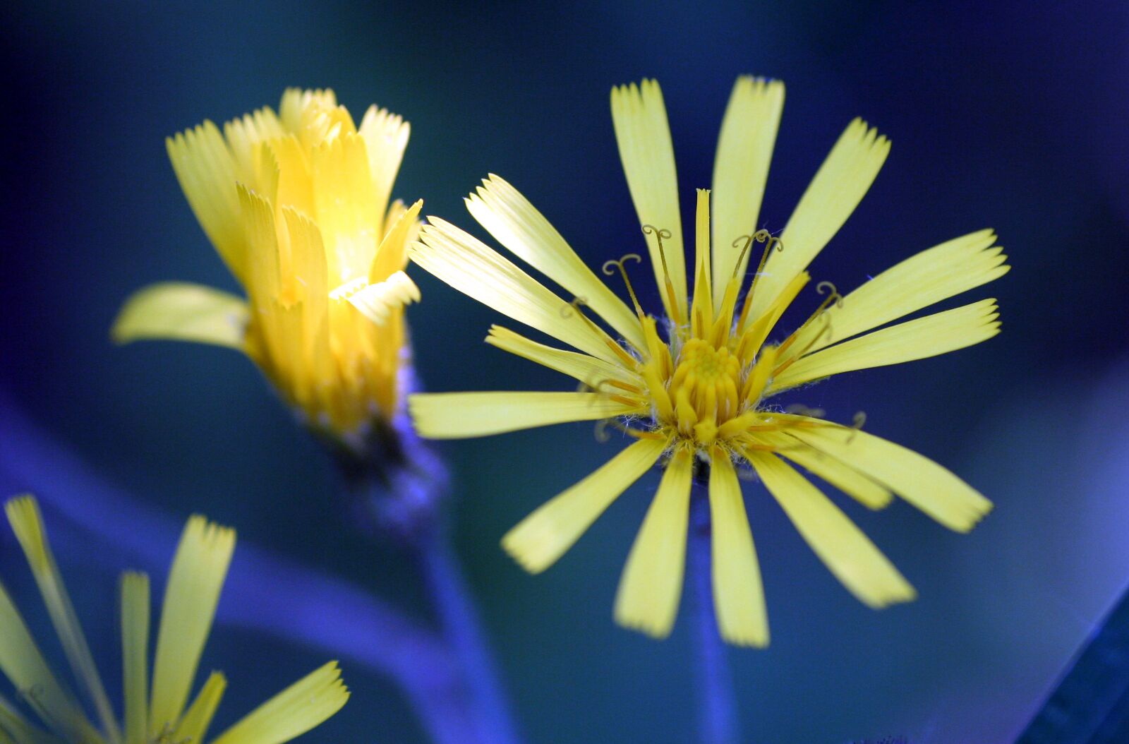 Canon EOS 350D (EOS Digital Rebel XT / EOS Kiss Digital N) sample photo. Flower, yellow, wild photography
