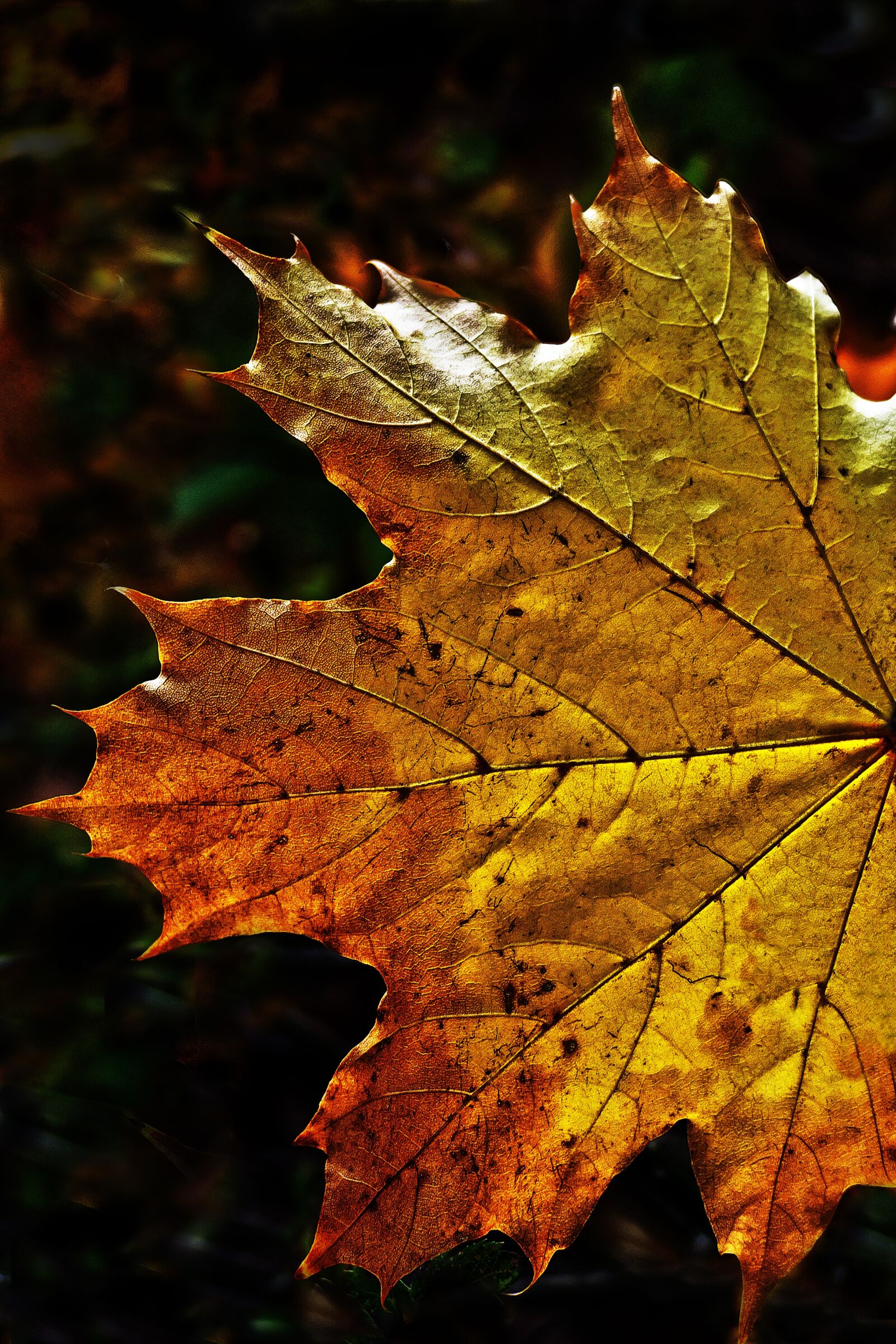 Panasonic Lumix DMC-FZ1000 sample photo. Leaf, autumn leaf, fall photography