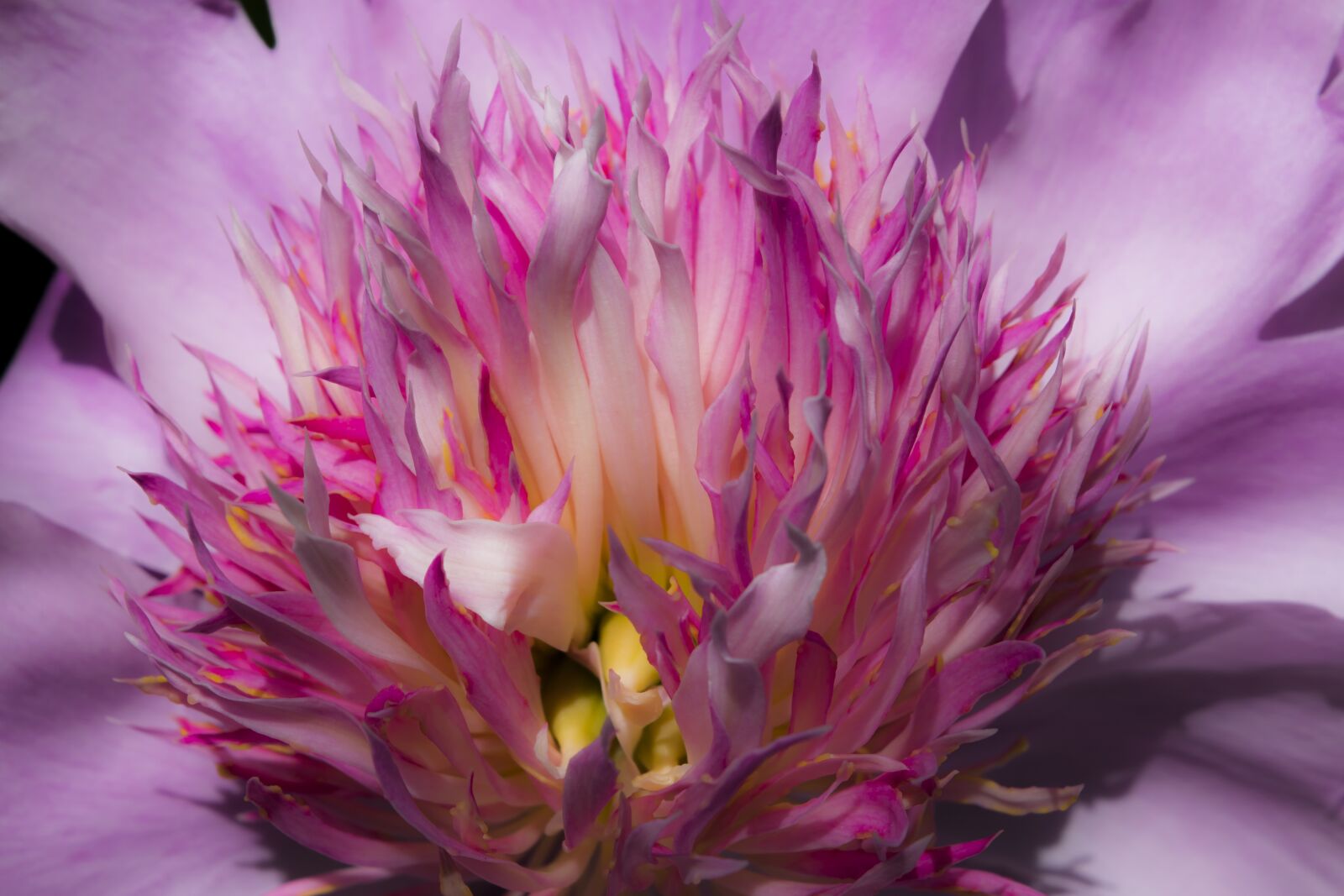 Nikon D3300 sample photo. Nature, flower, flora photography